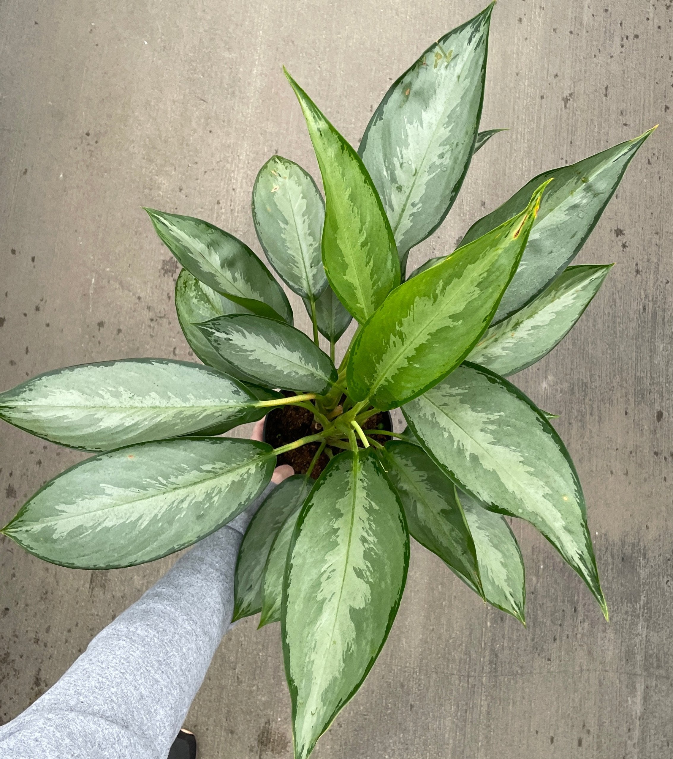 Chinese Evergreen, Silverado