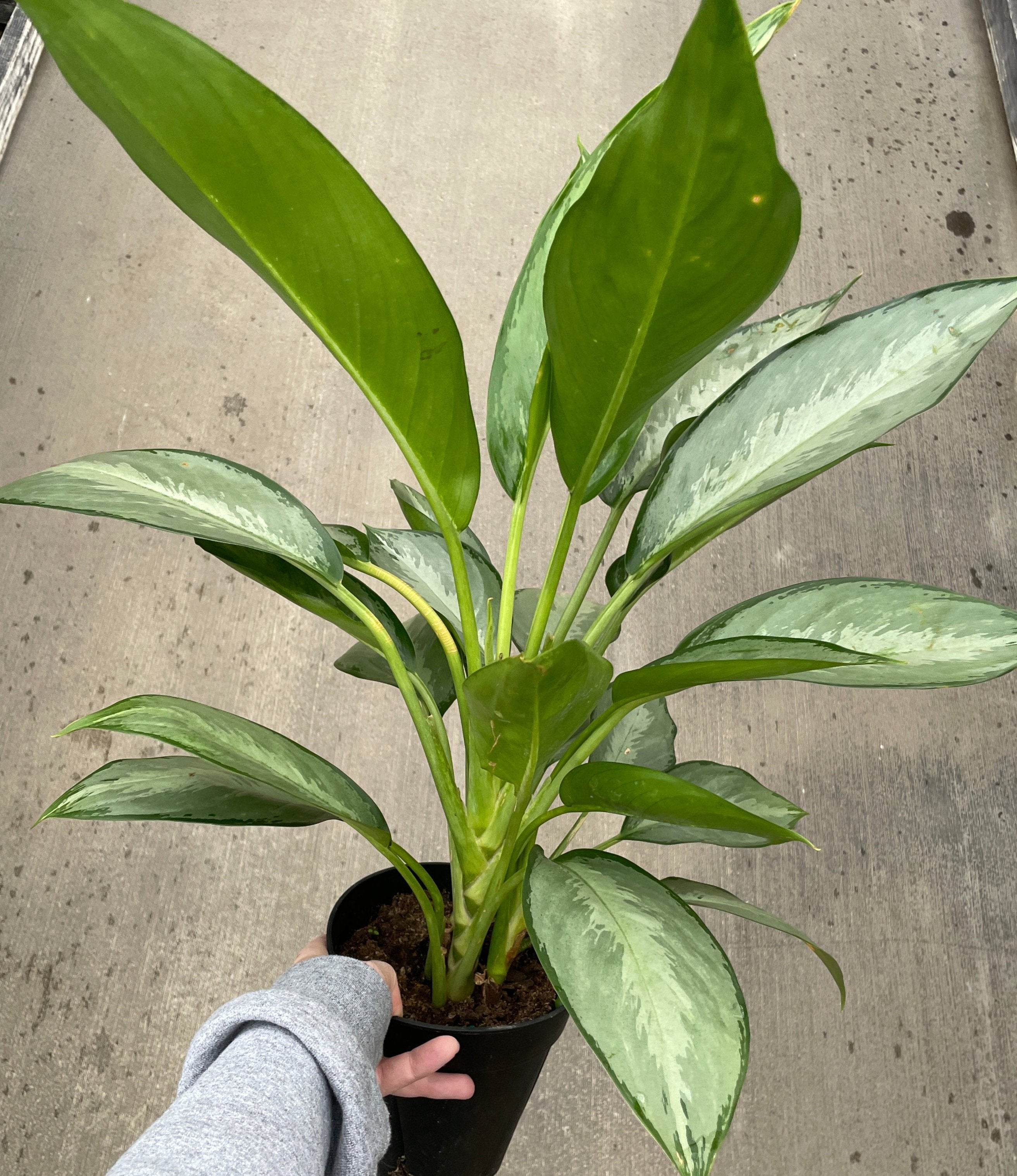 Chinese Evergreen, Silverado