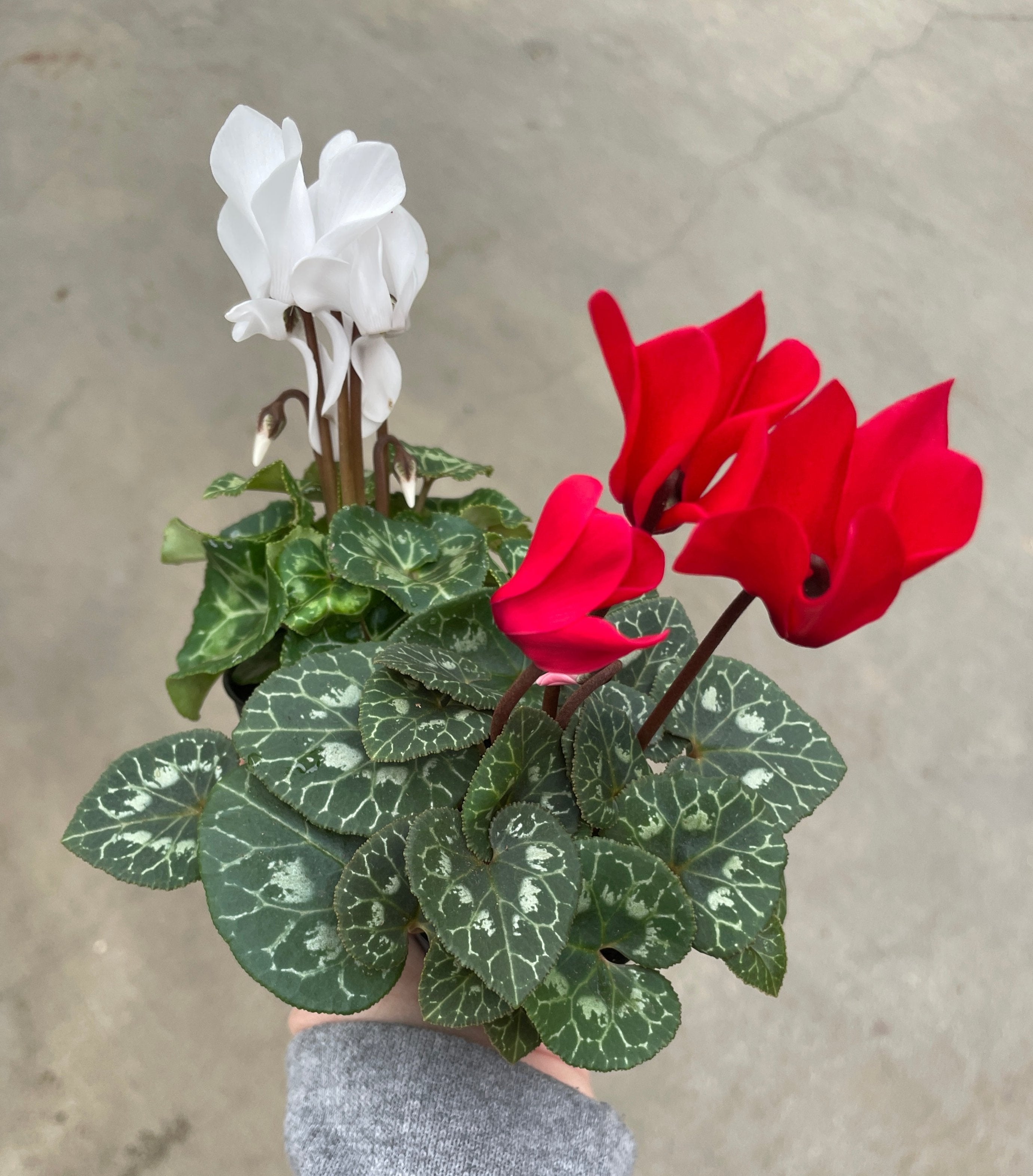 Cyclamen