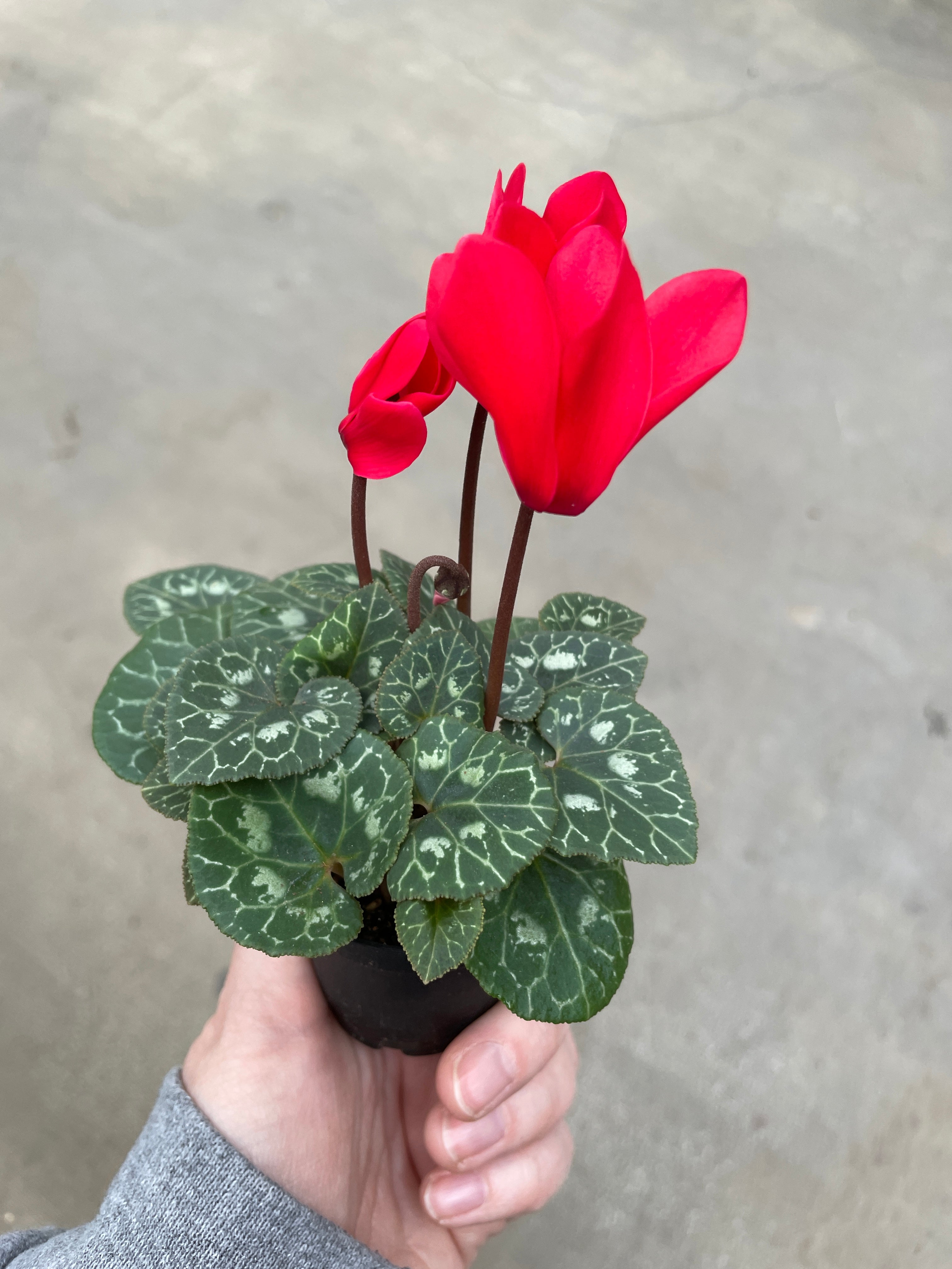 Cyclamen