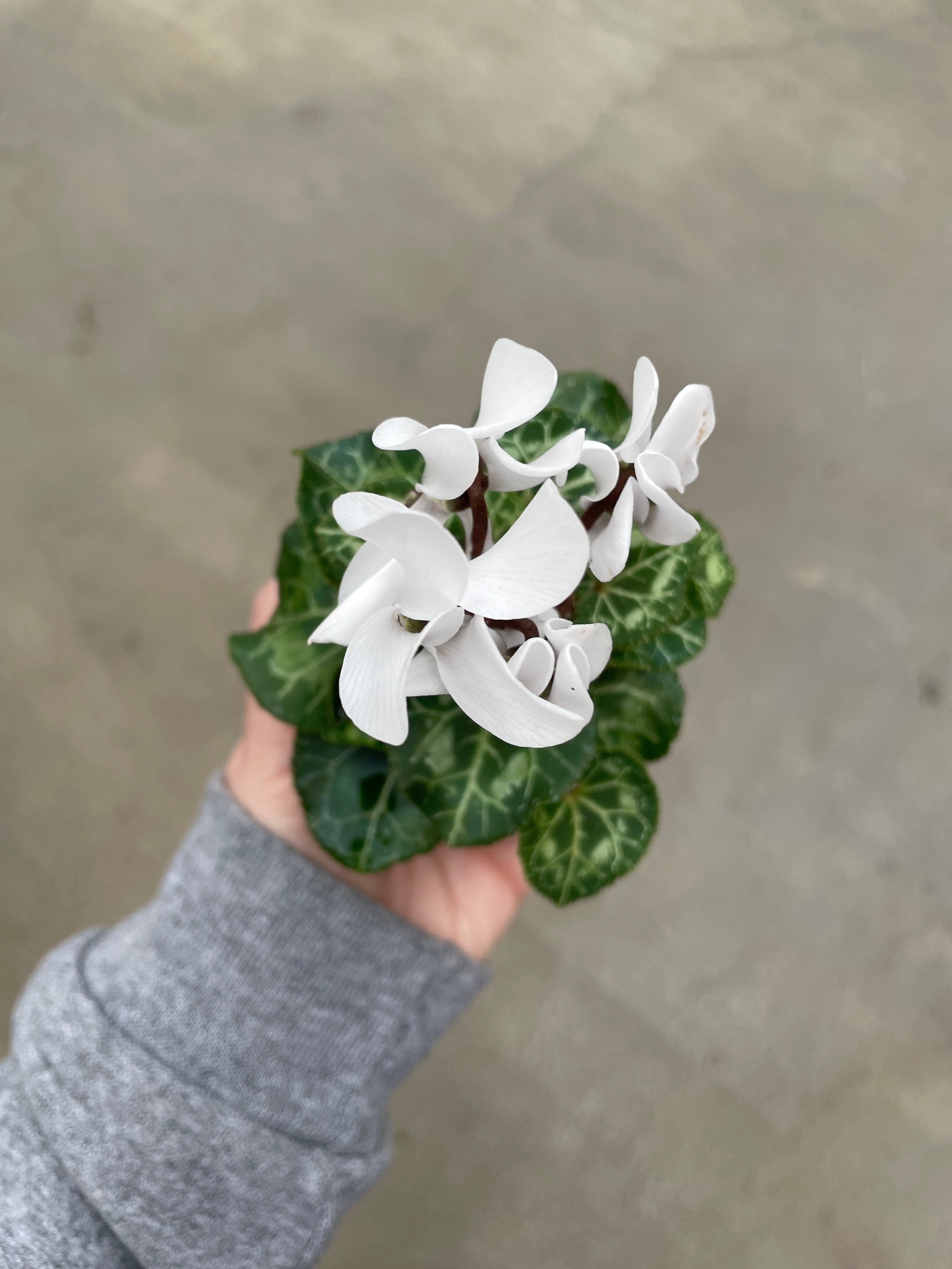 Cyclamen