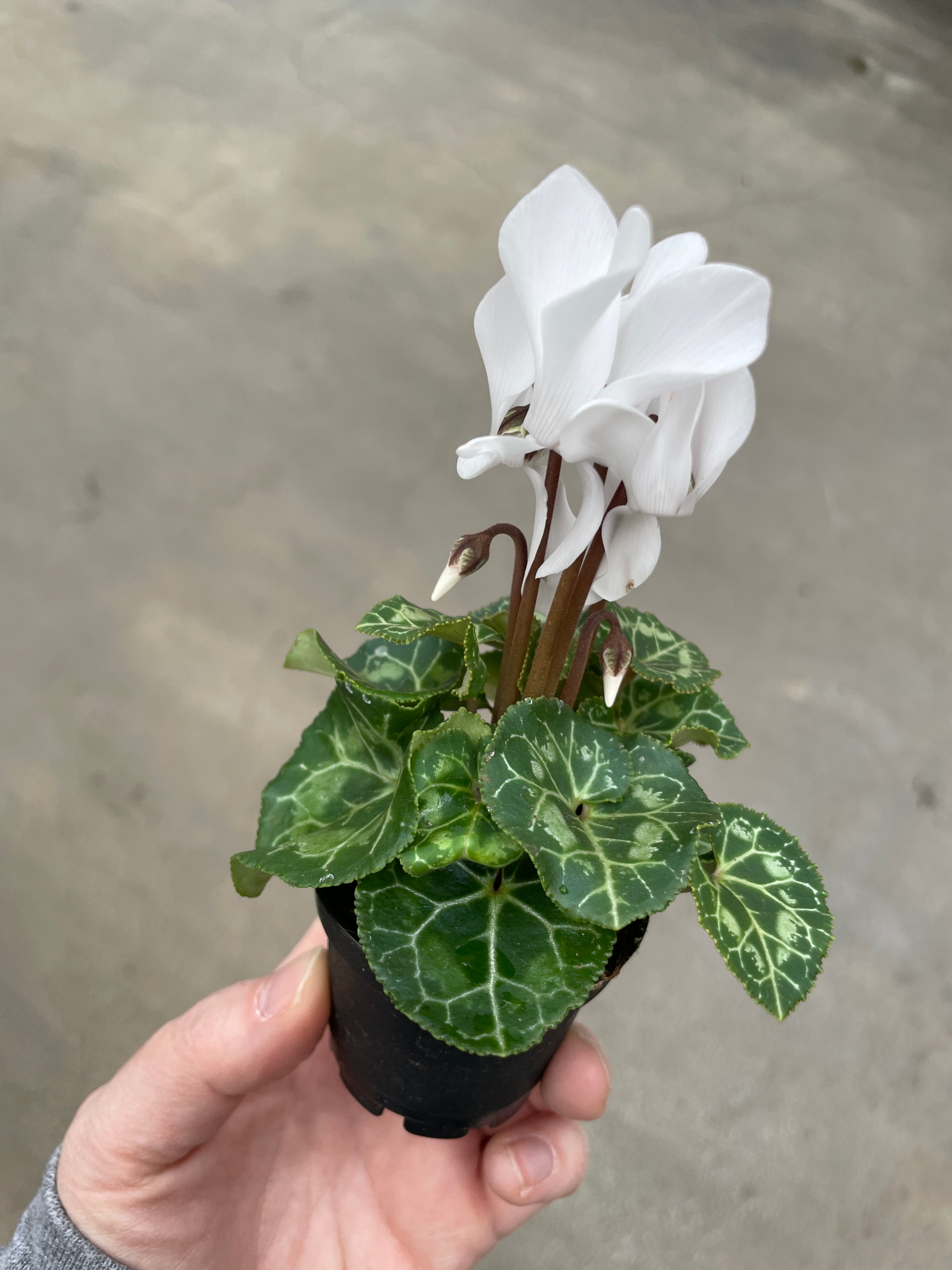 Cyclamen