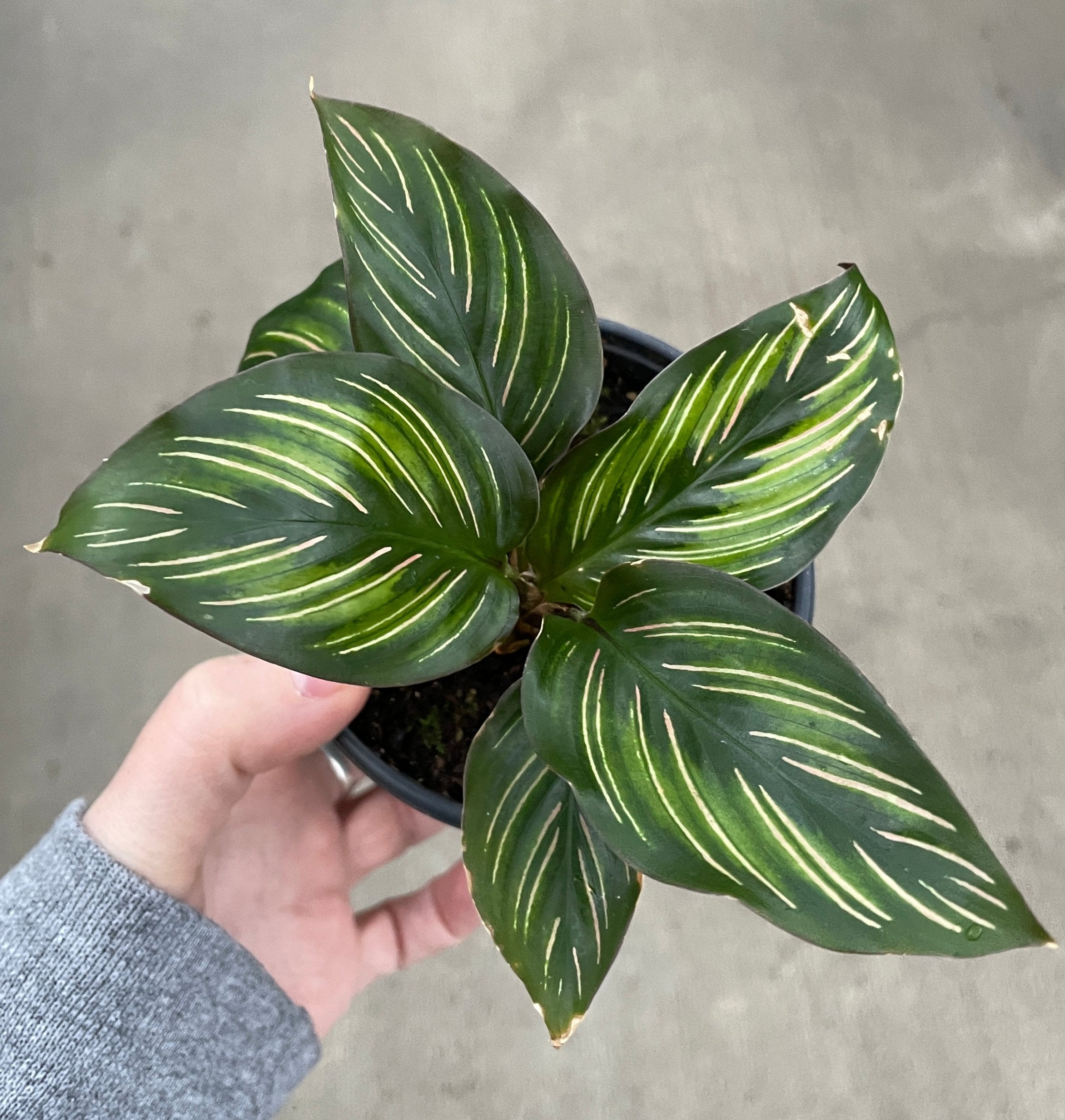 Calathea, Beauty Star