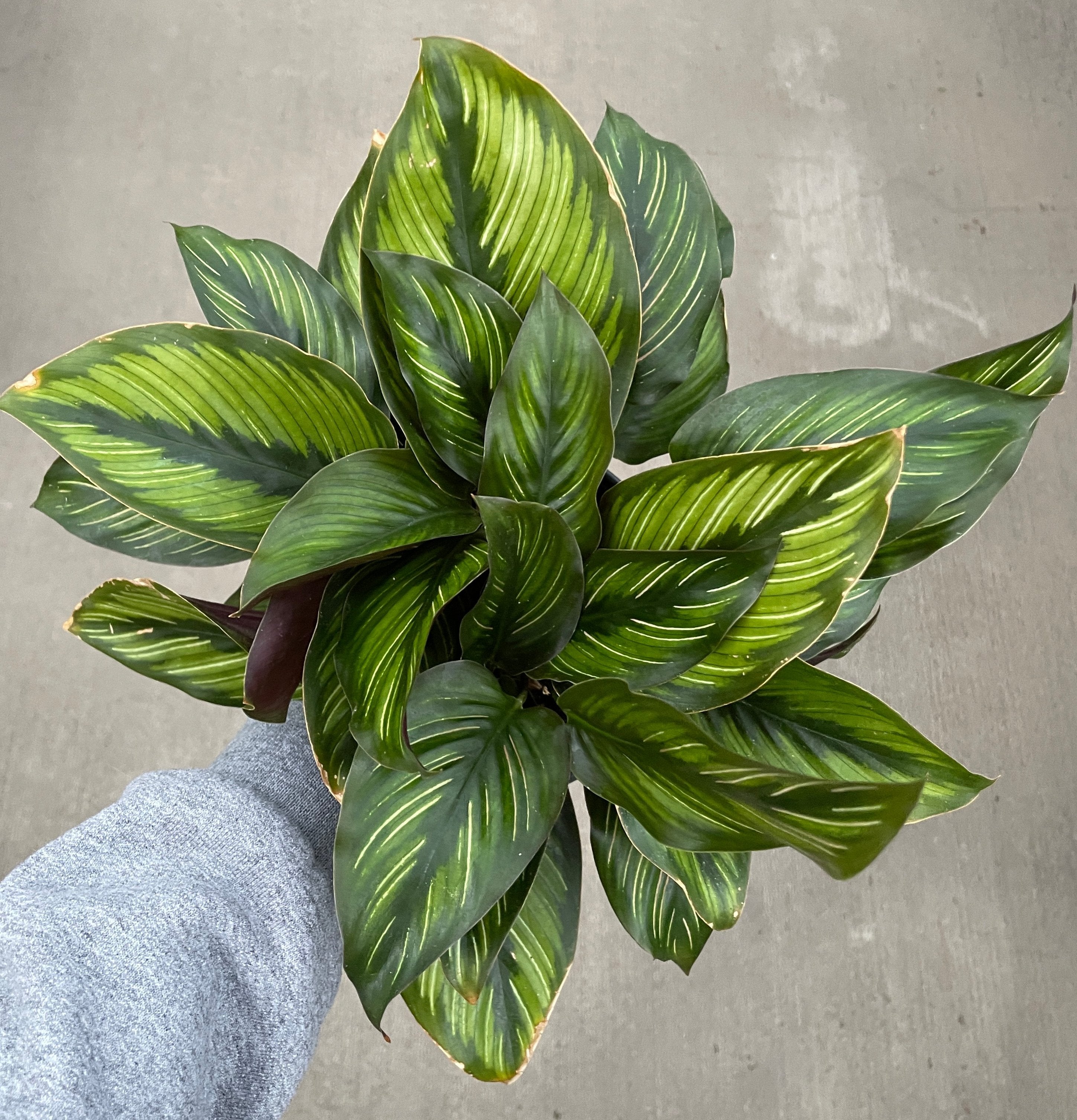 Calathea, Beauty Star