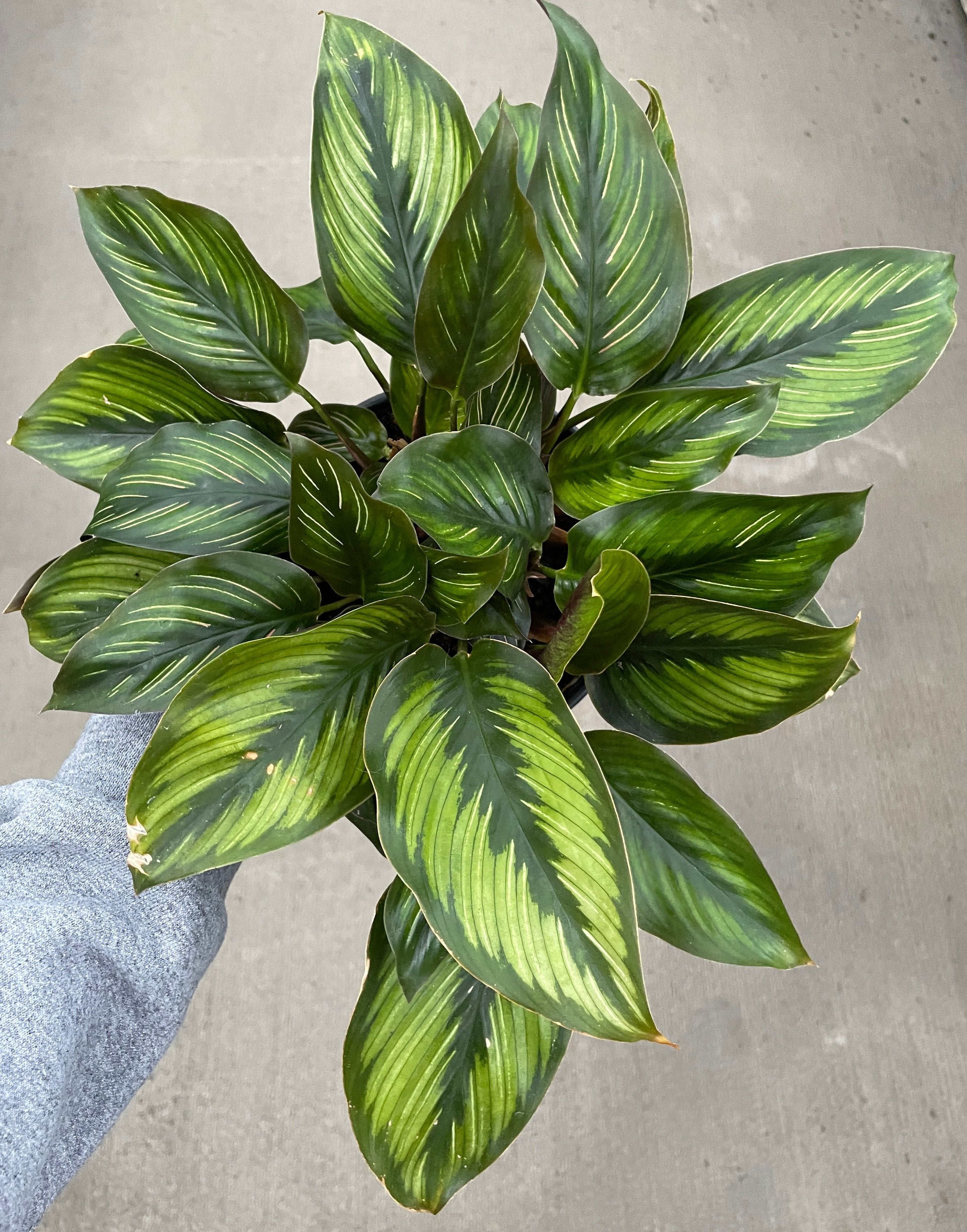 Calathea, Beauty Star