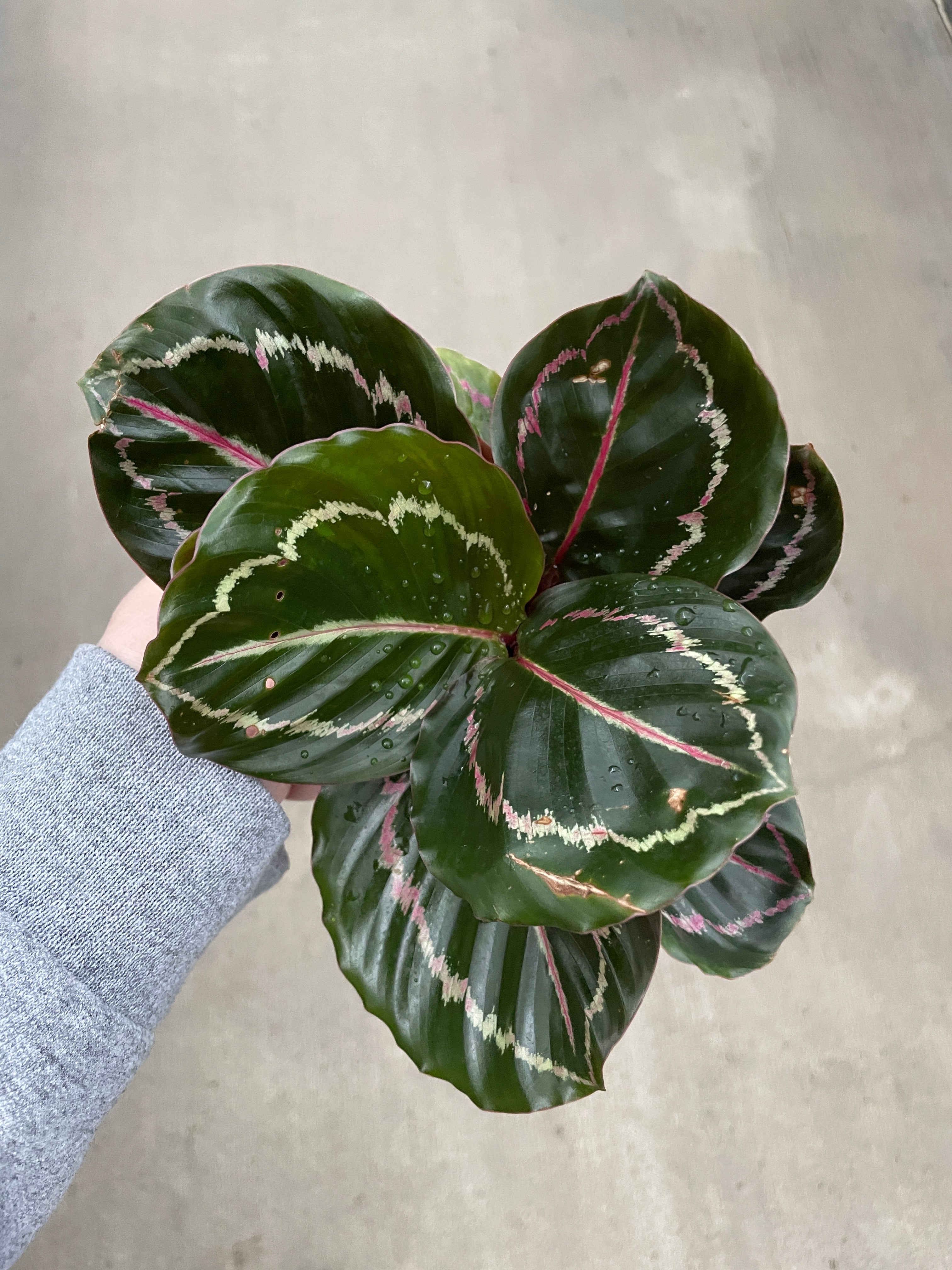 Calathea, Dottie