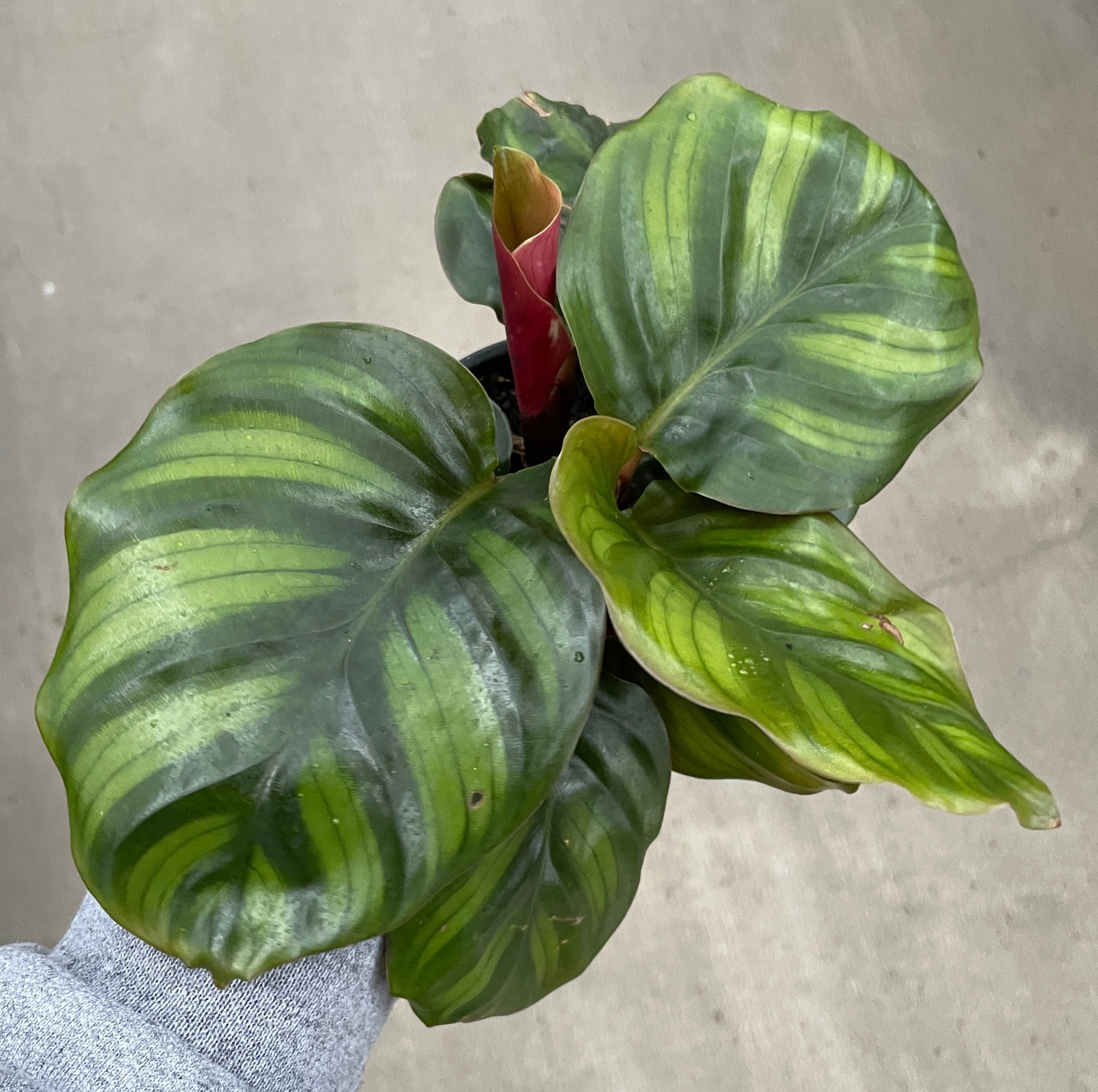 Calathea, Fasciata