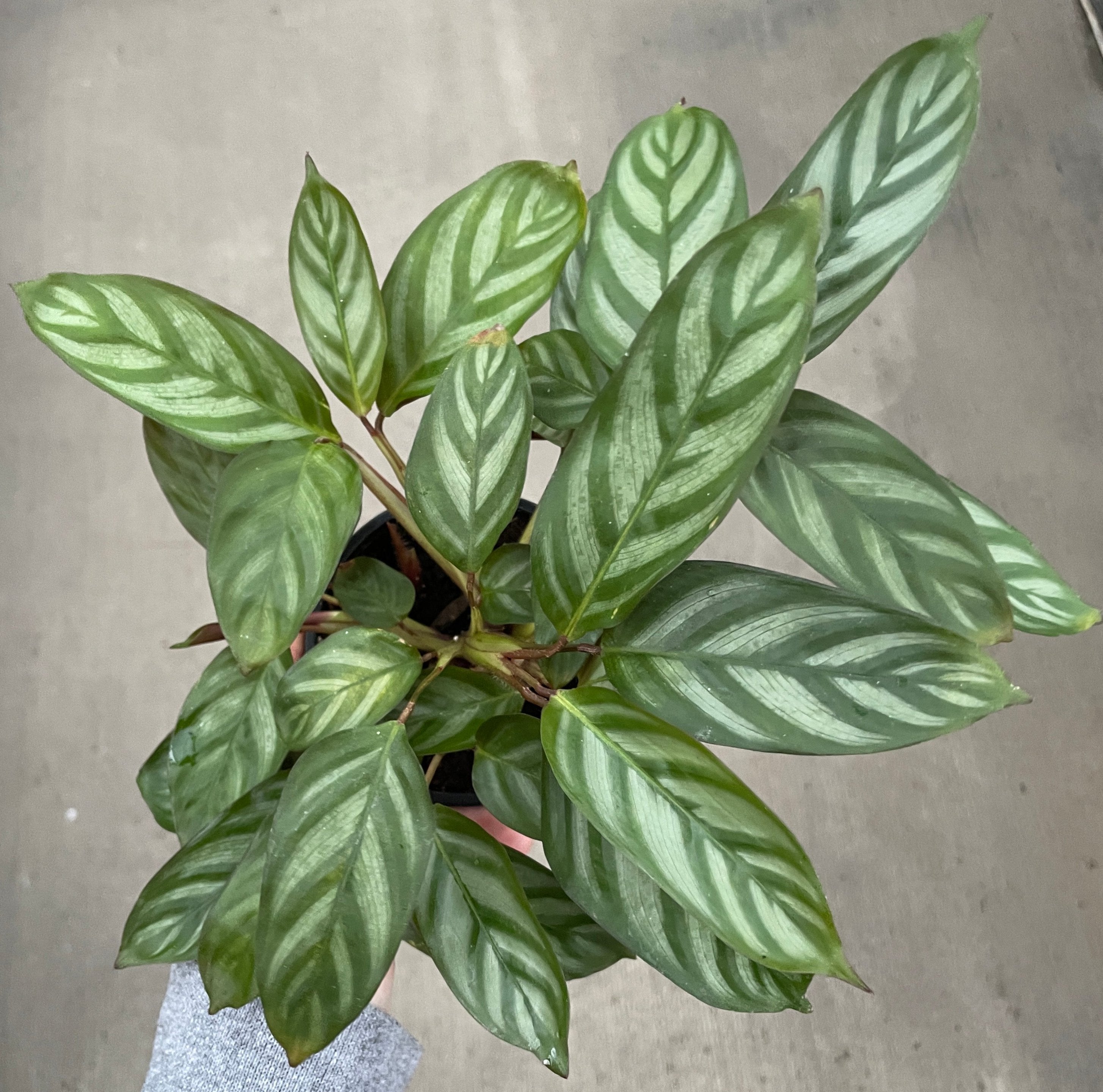 Calathea, Grey Star