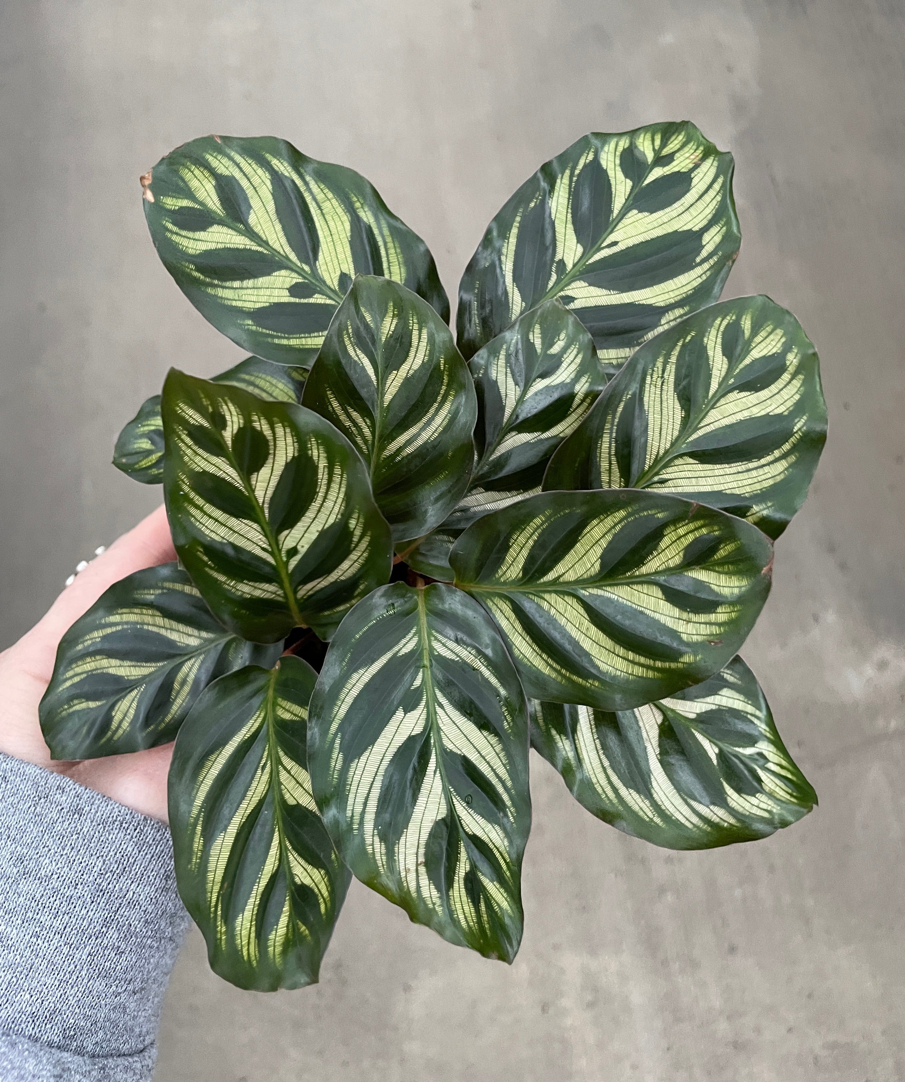 Calathea, Makoyana