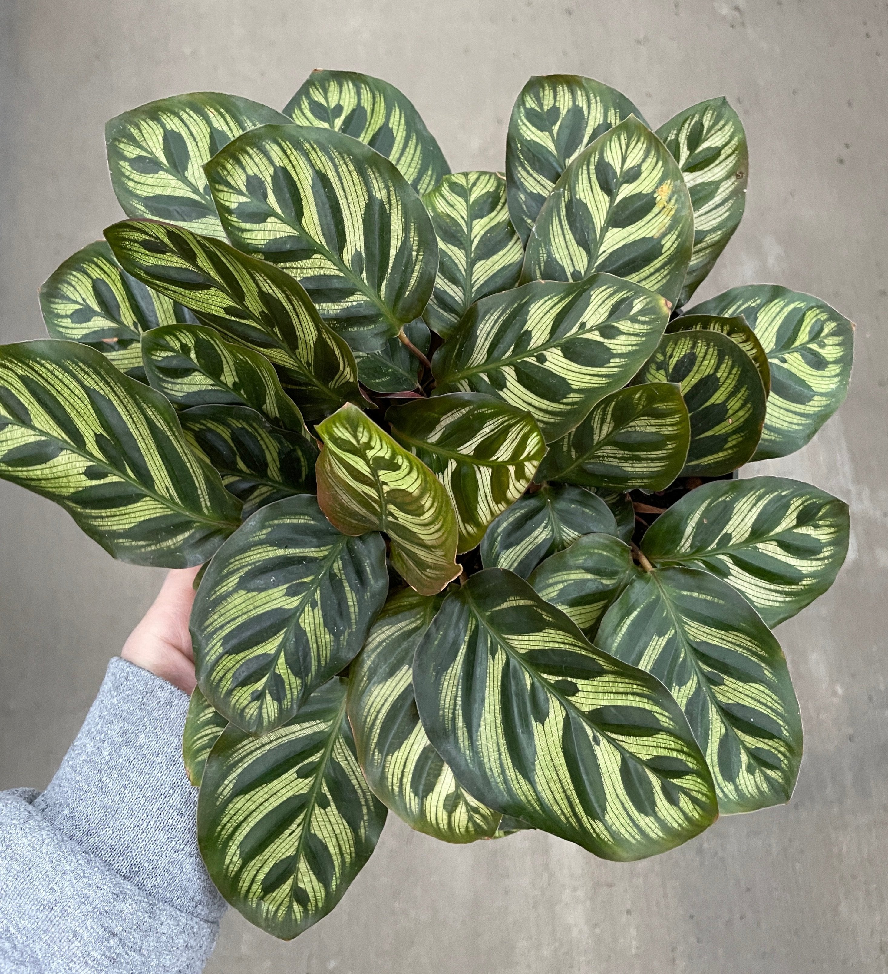 Calathea, Makoyana