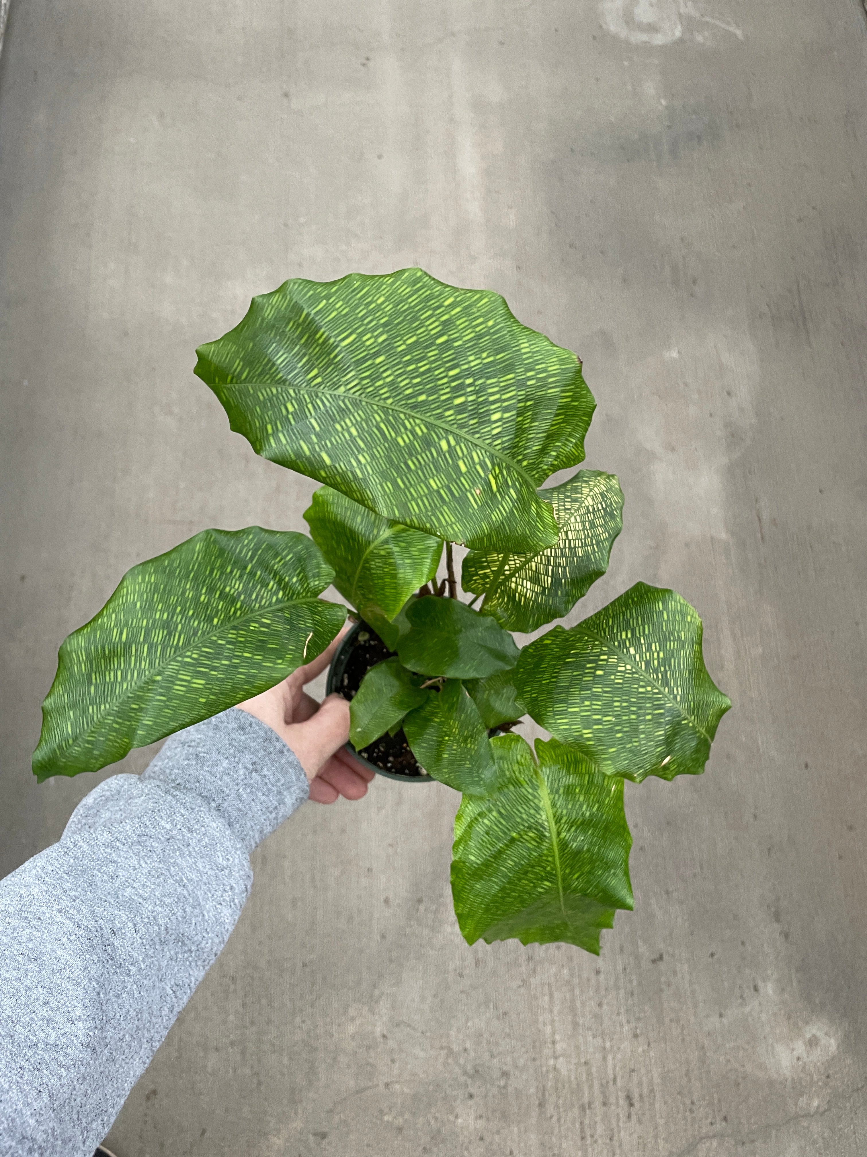 Calathea, Musaica