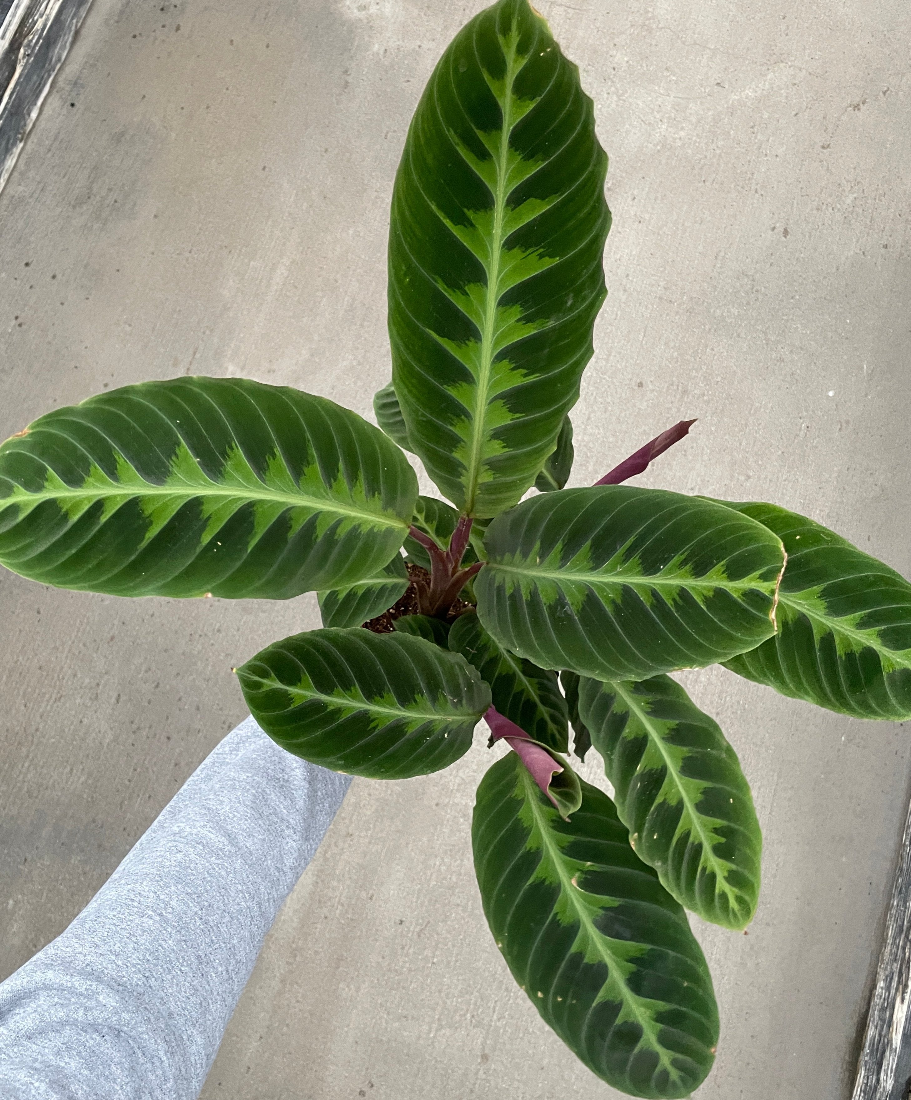 Calathea, Warcewiczii