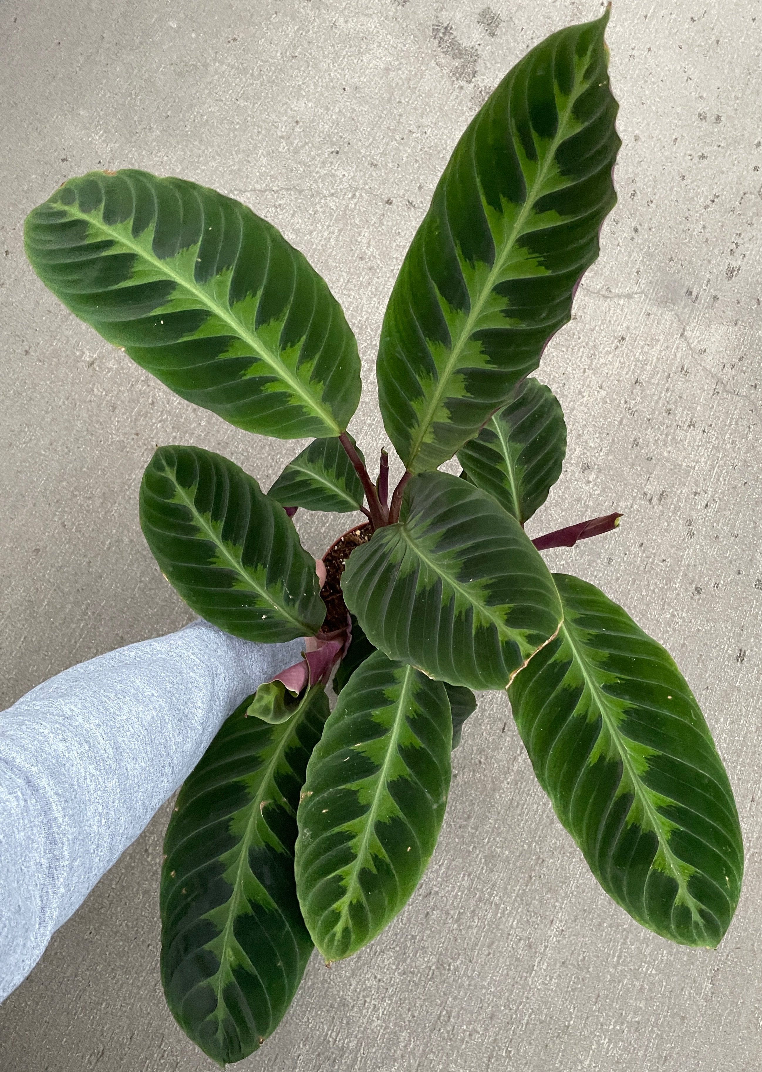 Calathea, Warcewiczii