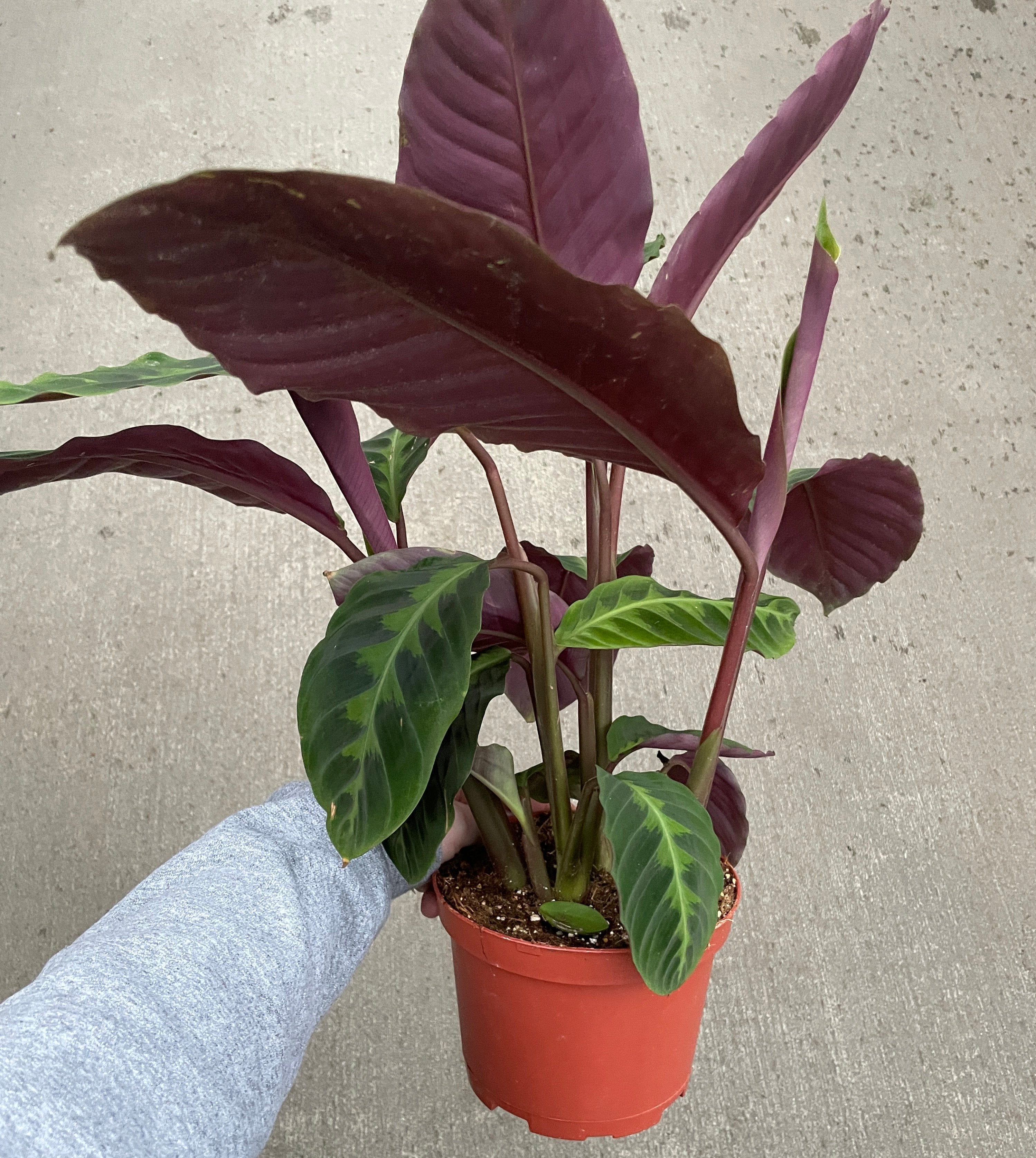 Calathea, Warcewiczii