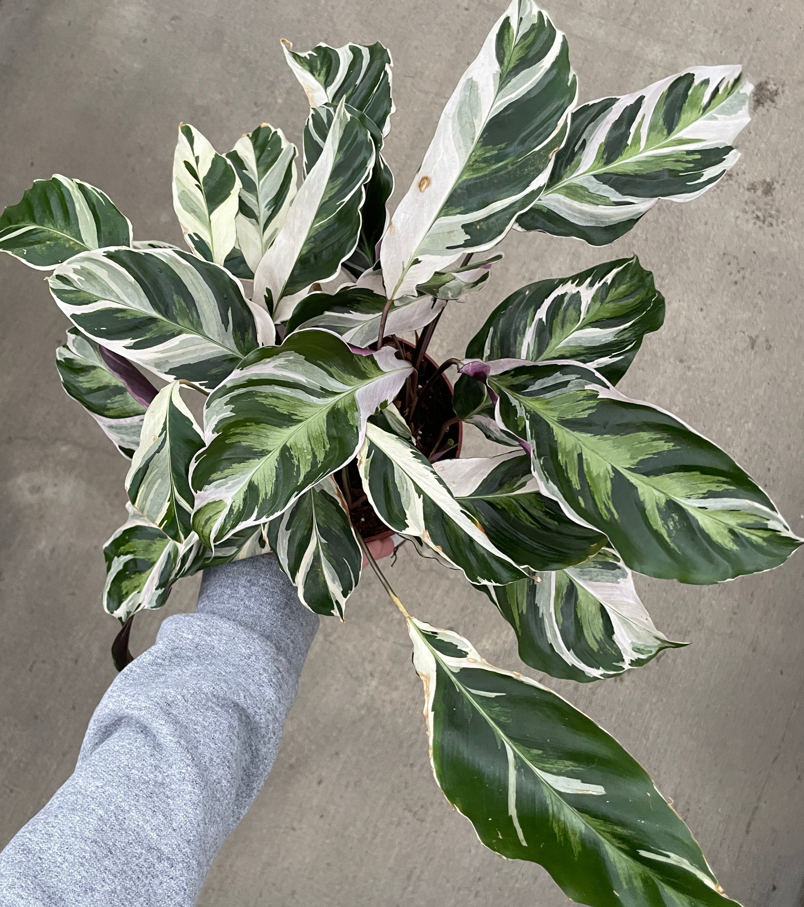 Calathea, White Fusion