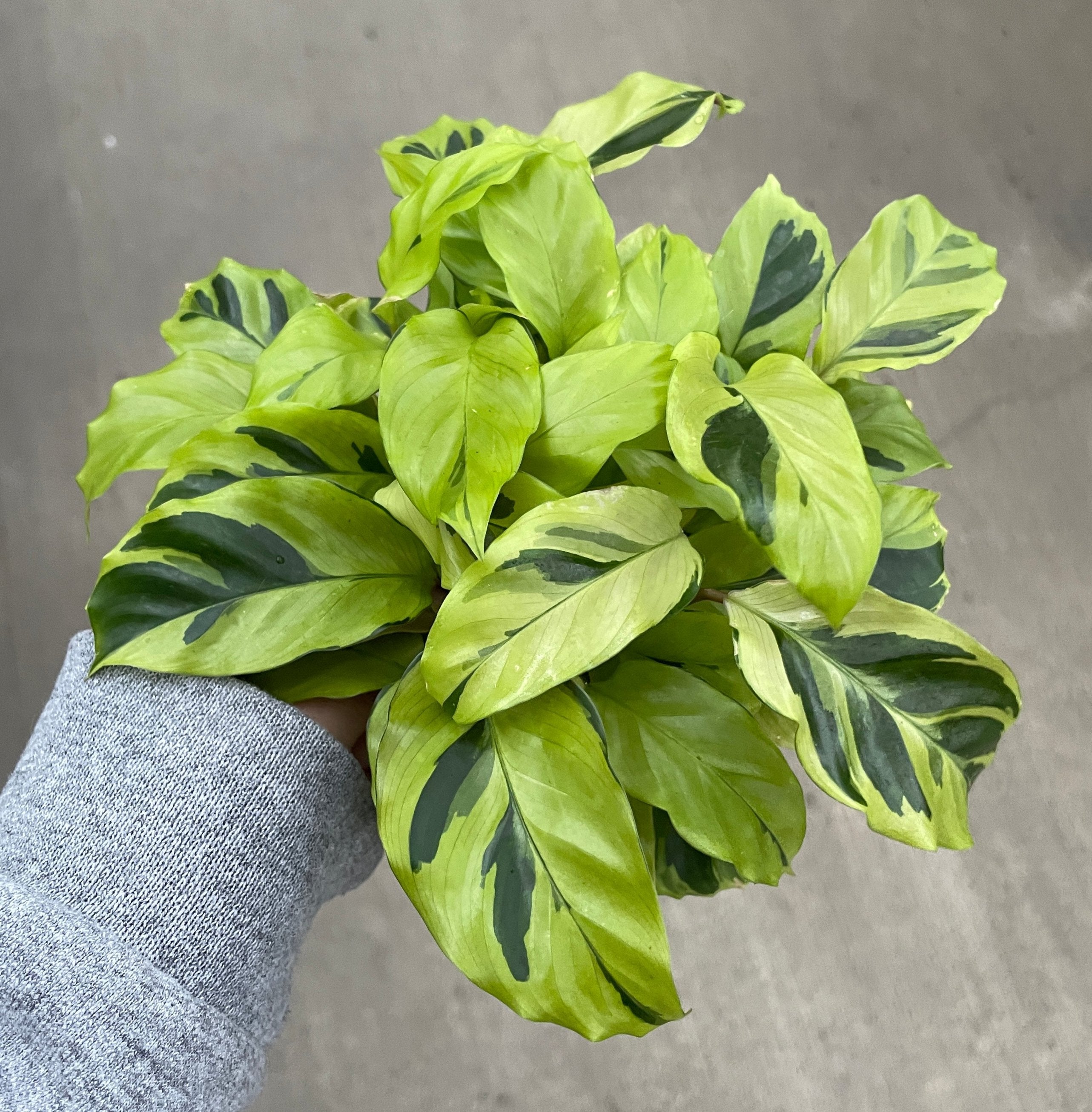 Calathea, Yellow Fusion