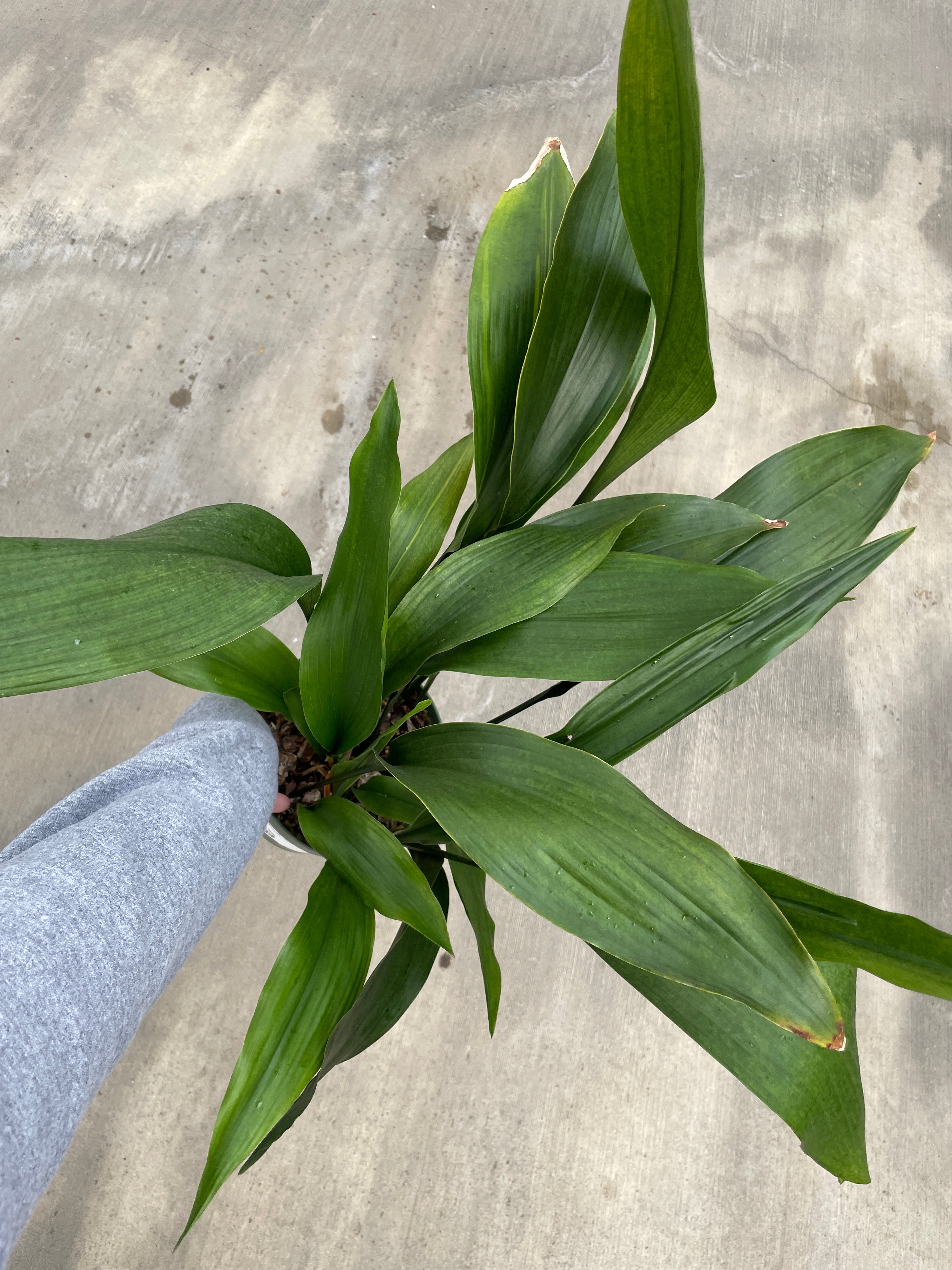 Cast Iron Plant