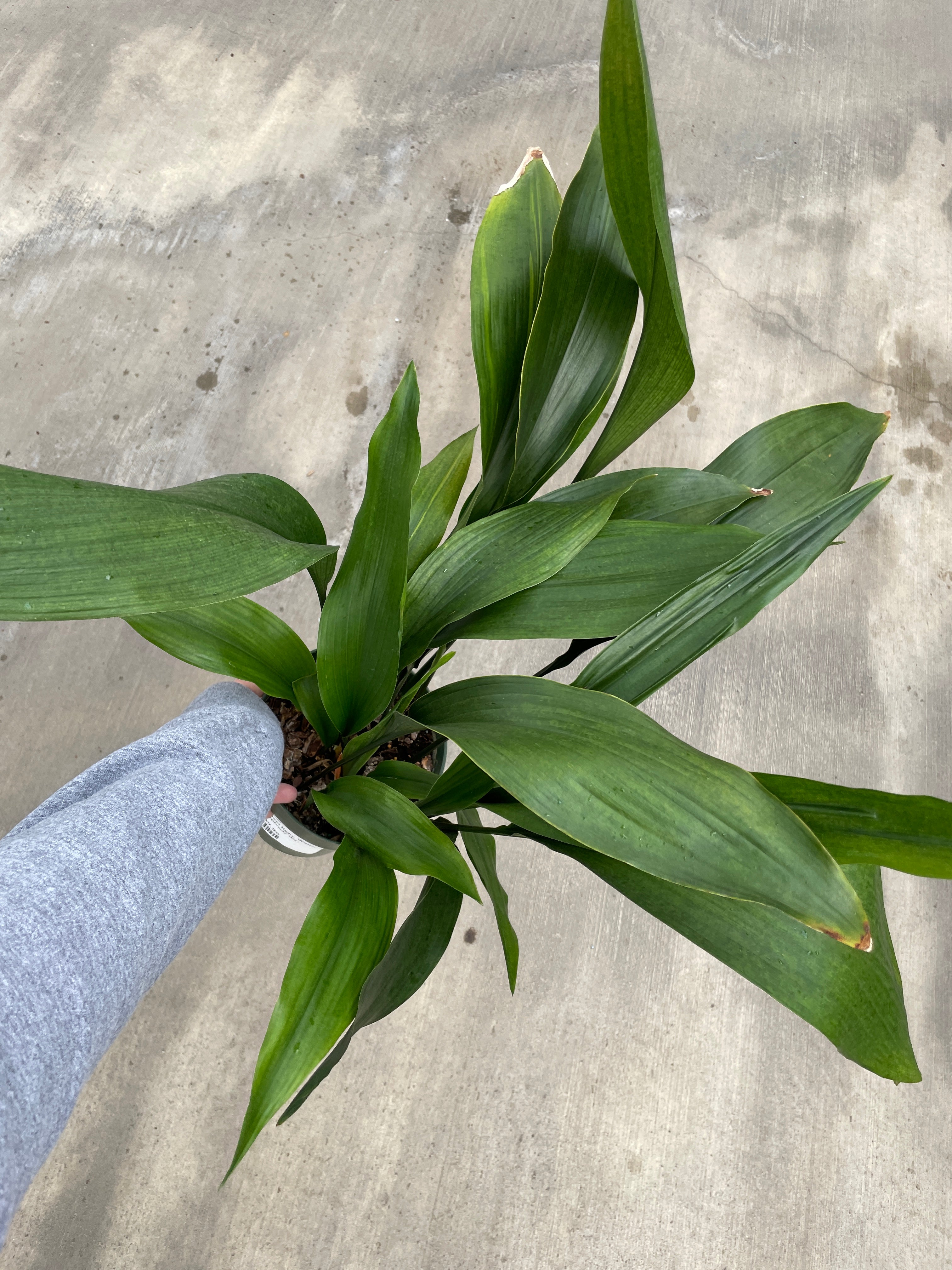 Cast Iron Plant