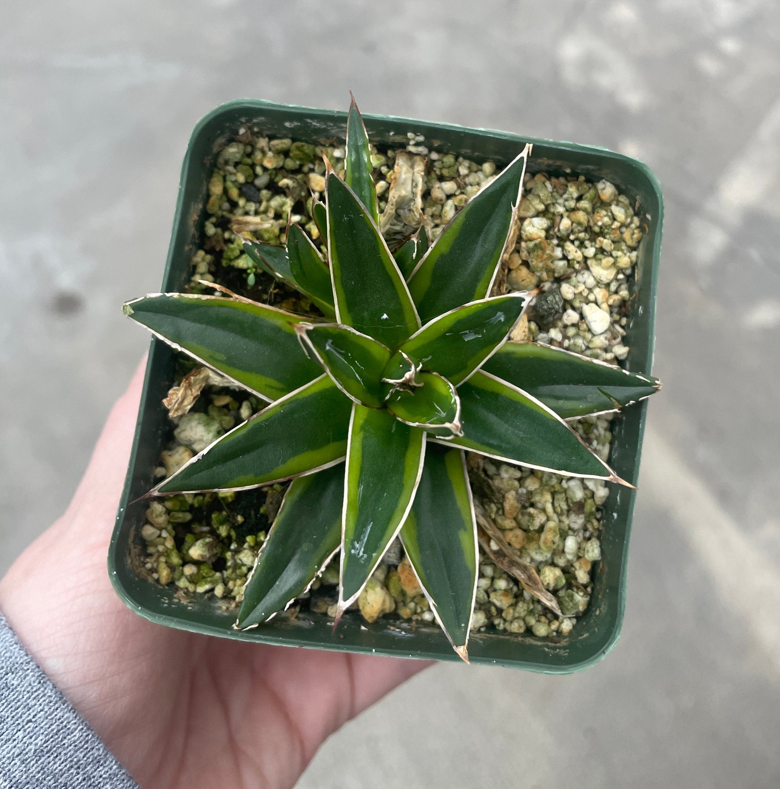 Agave, Queen Victoria