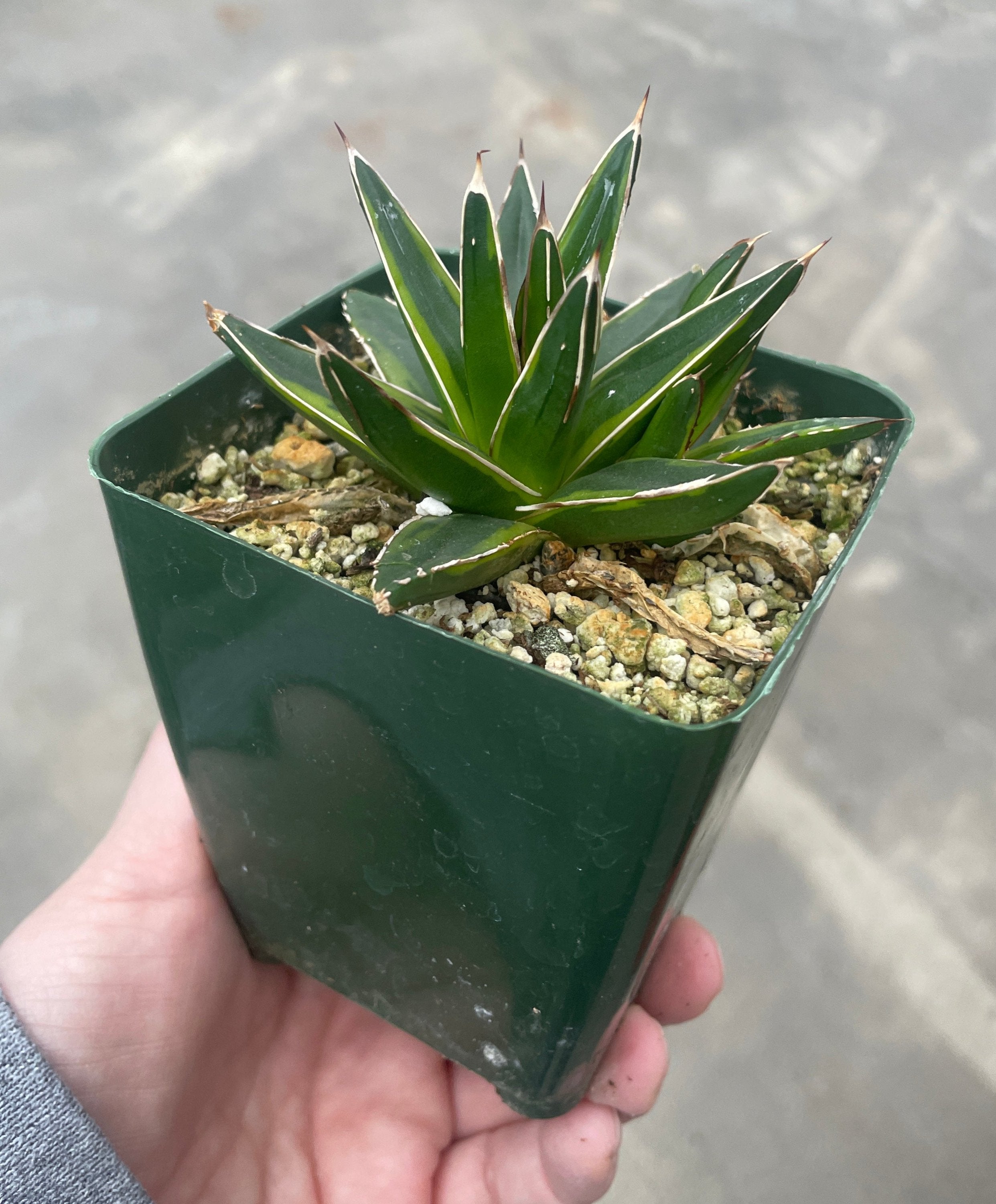 Agave, Queen Victoria