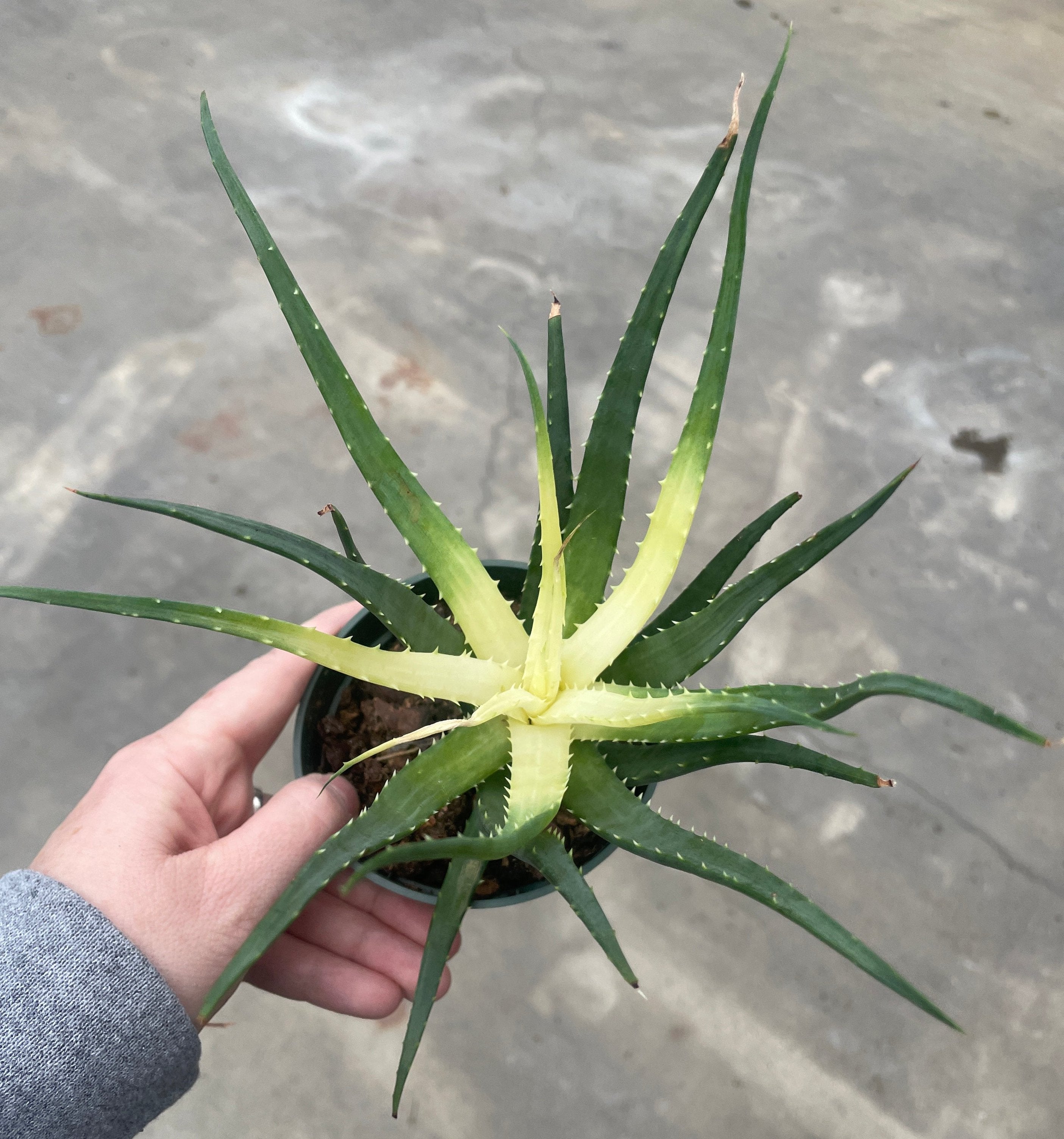 Aloe, Solar Flare