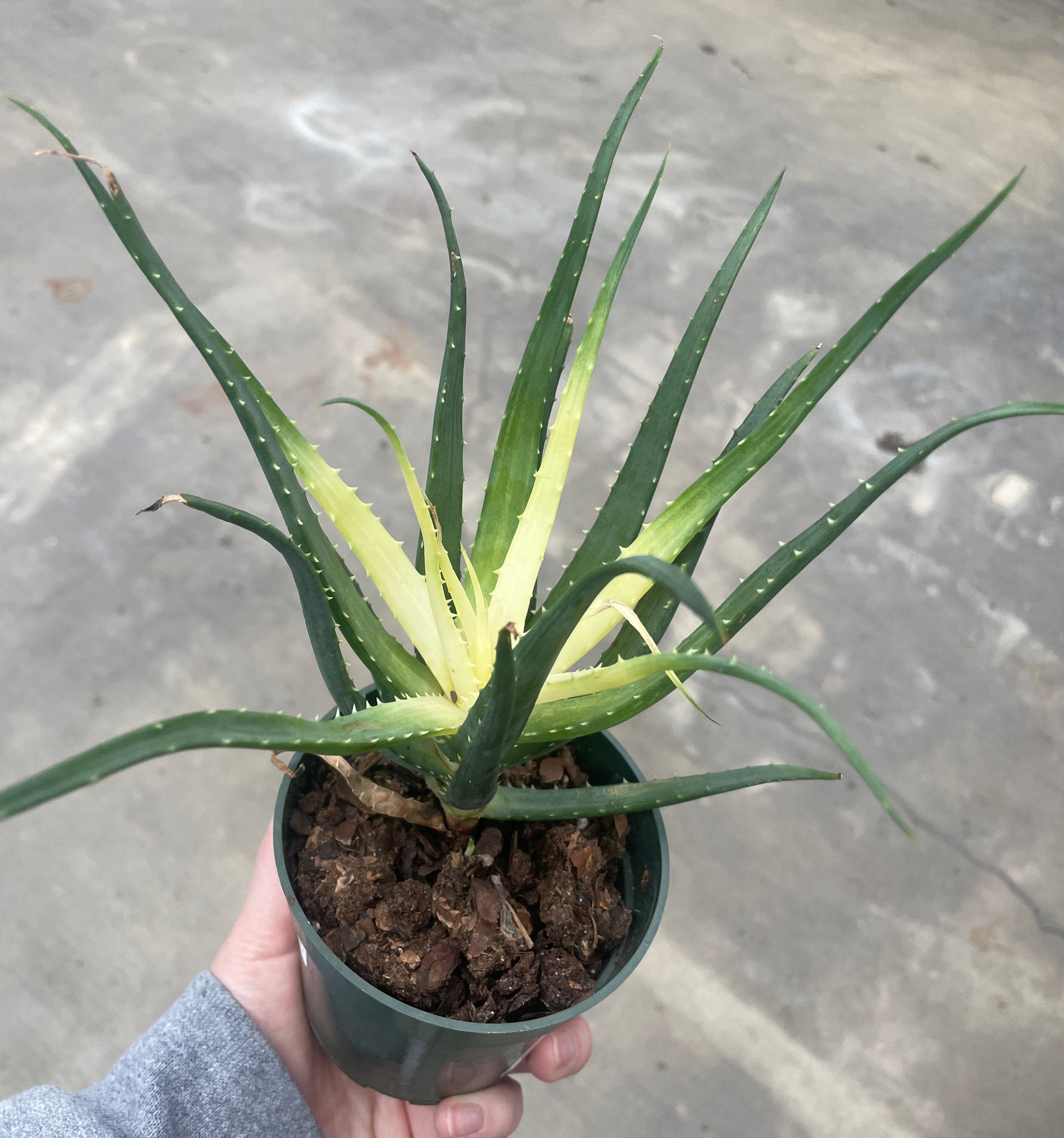 Aloe, Solar Flare