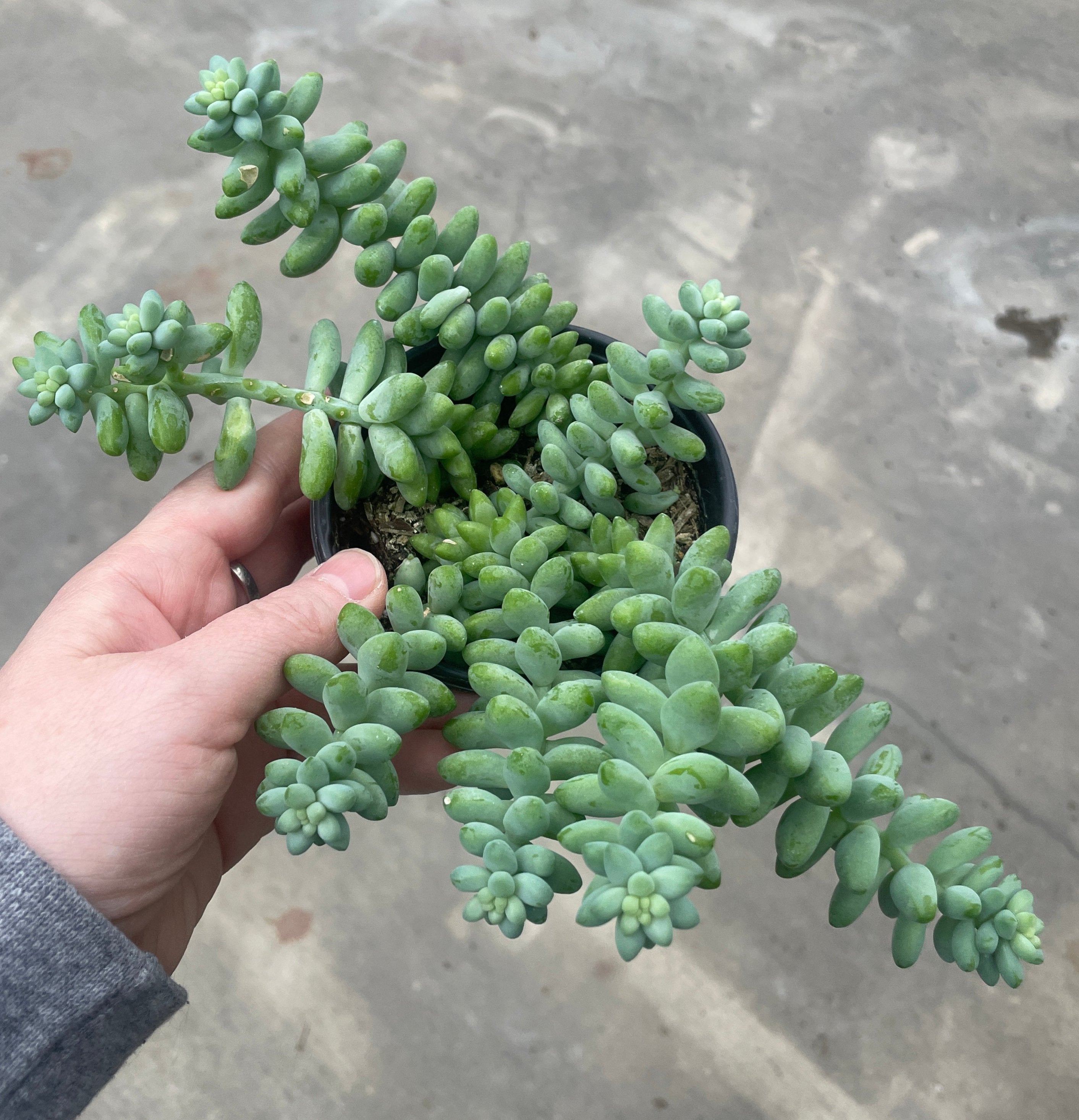 Burro's Tail