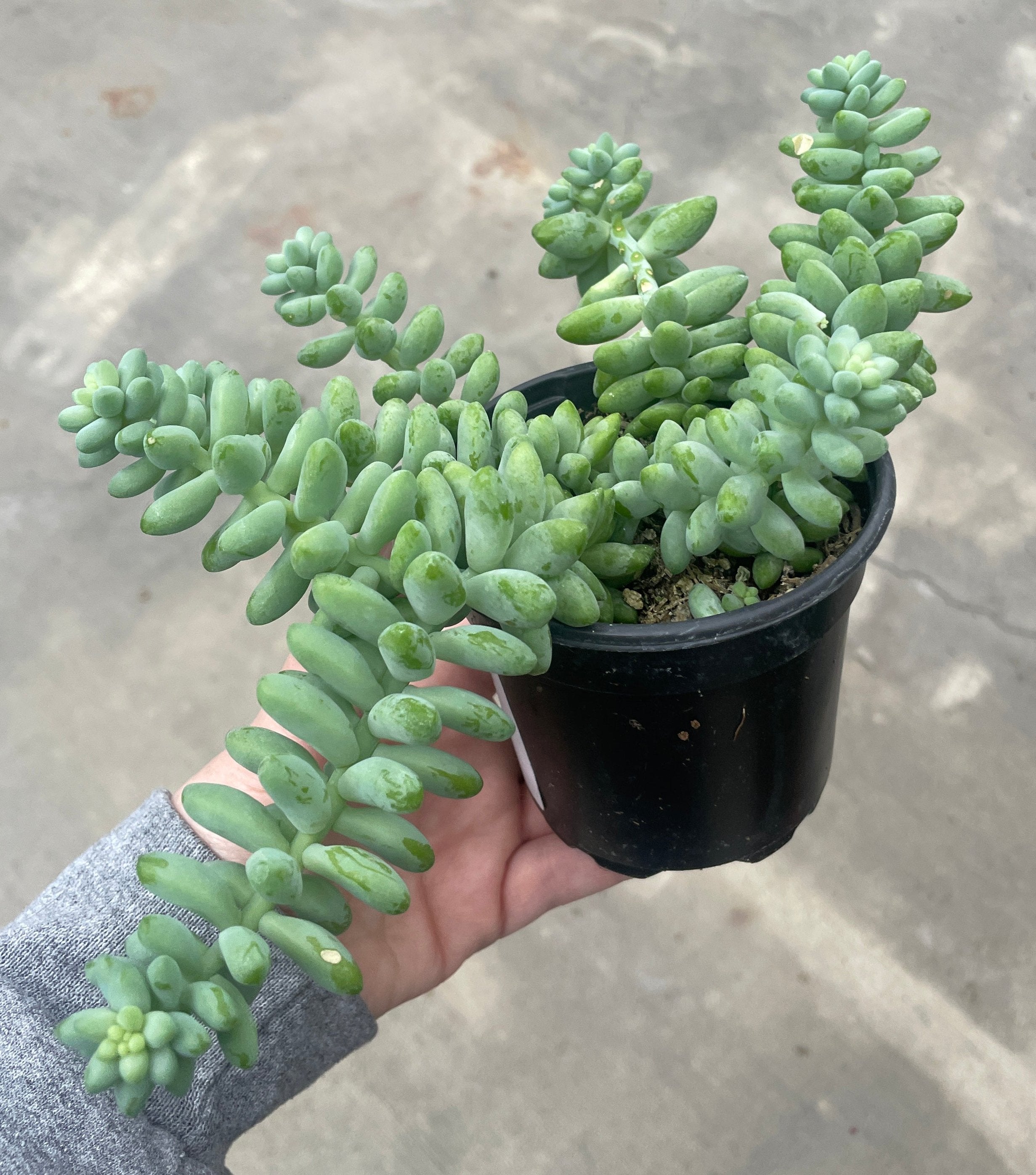 Burro's Tail