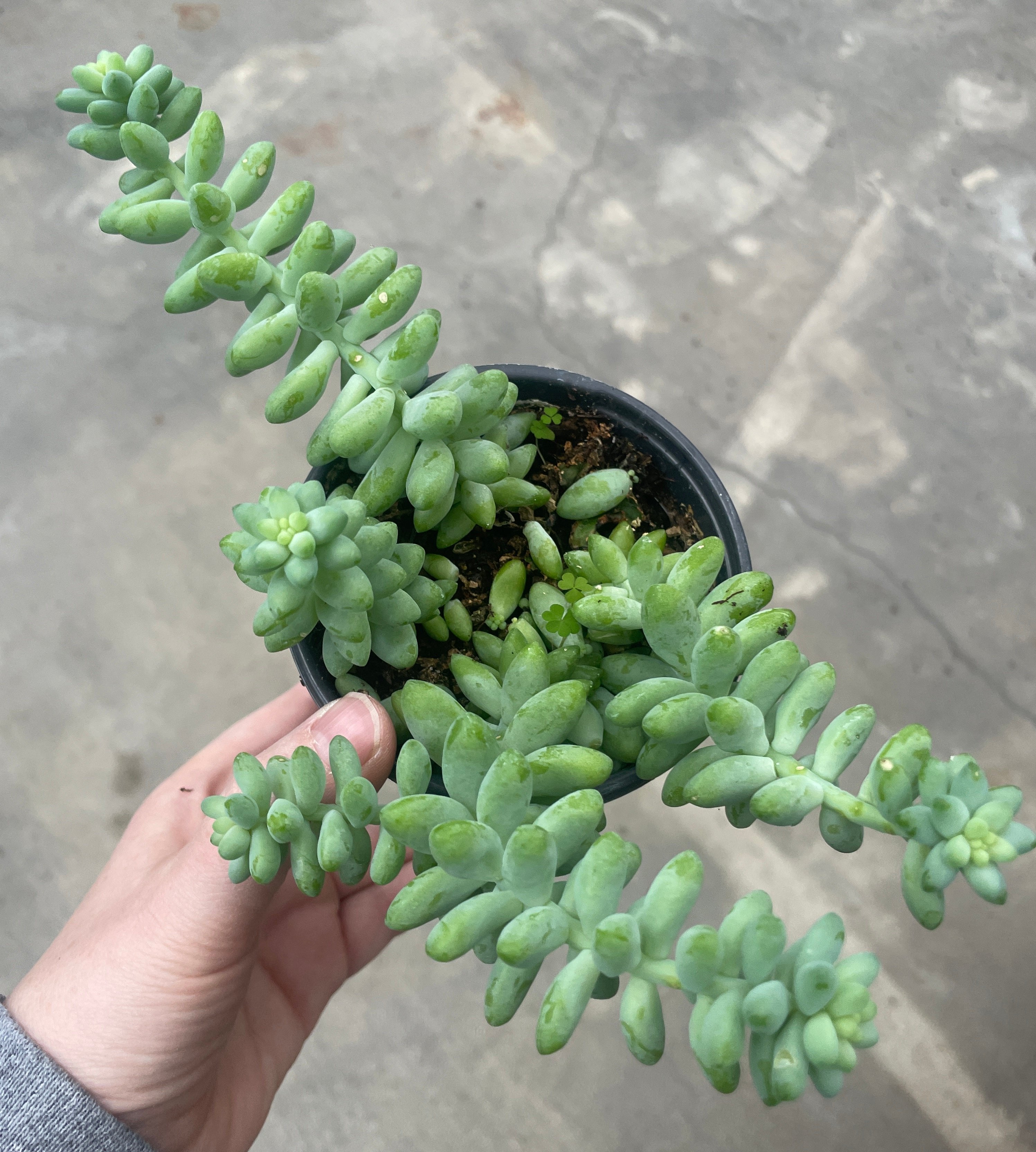 Burro's Tail