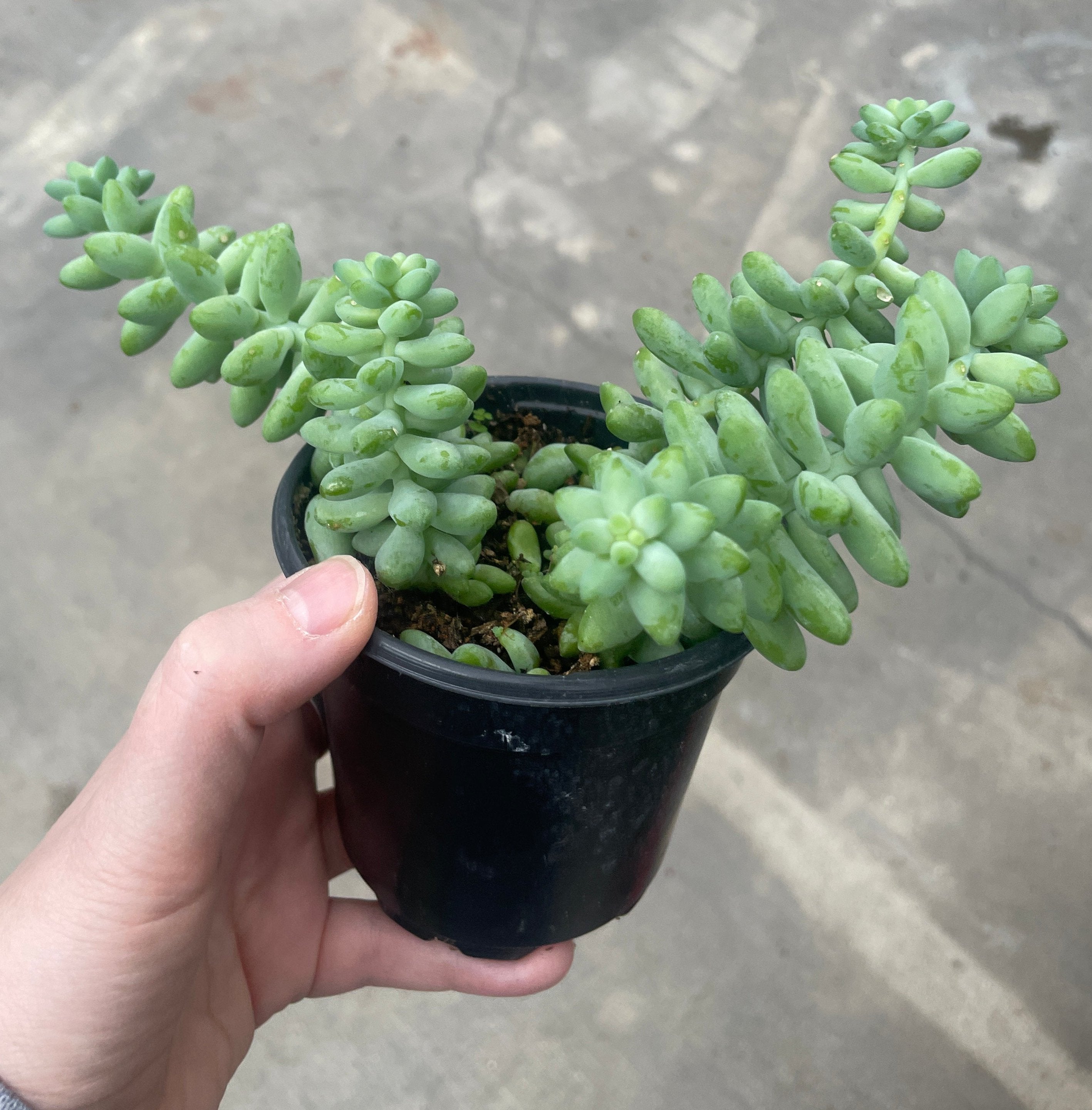 Burro's Tail