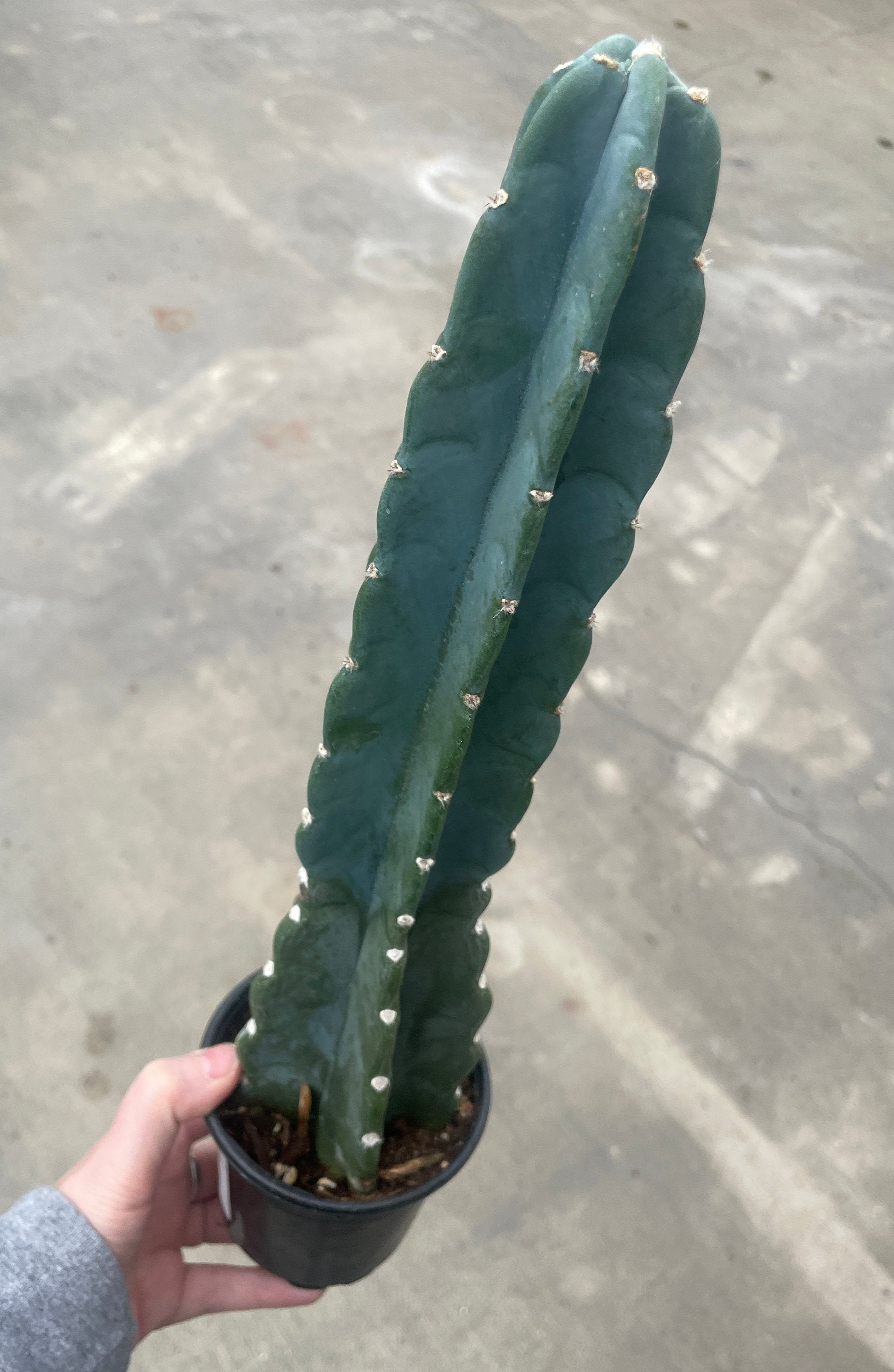 Cactus, Cuddly