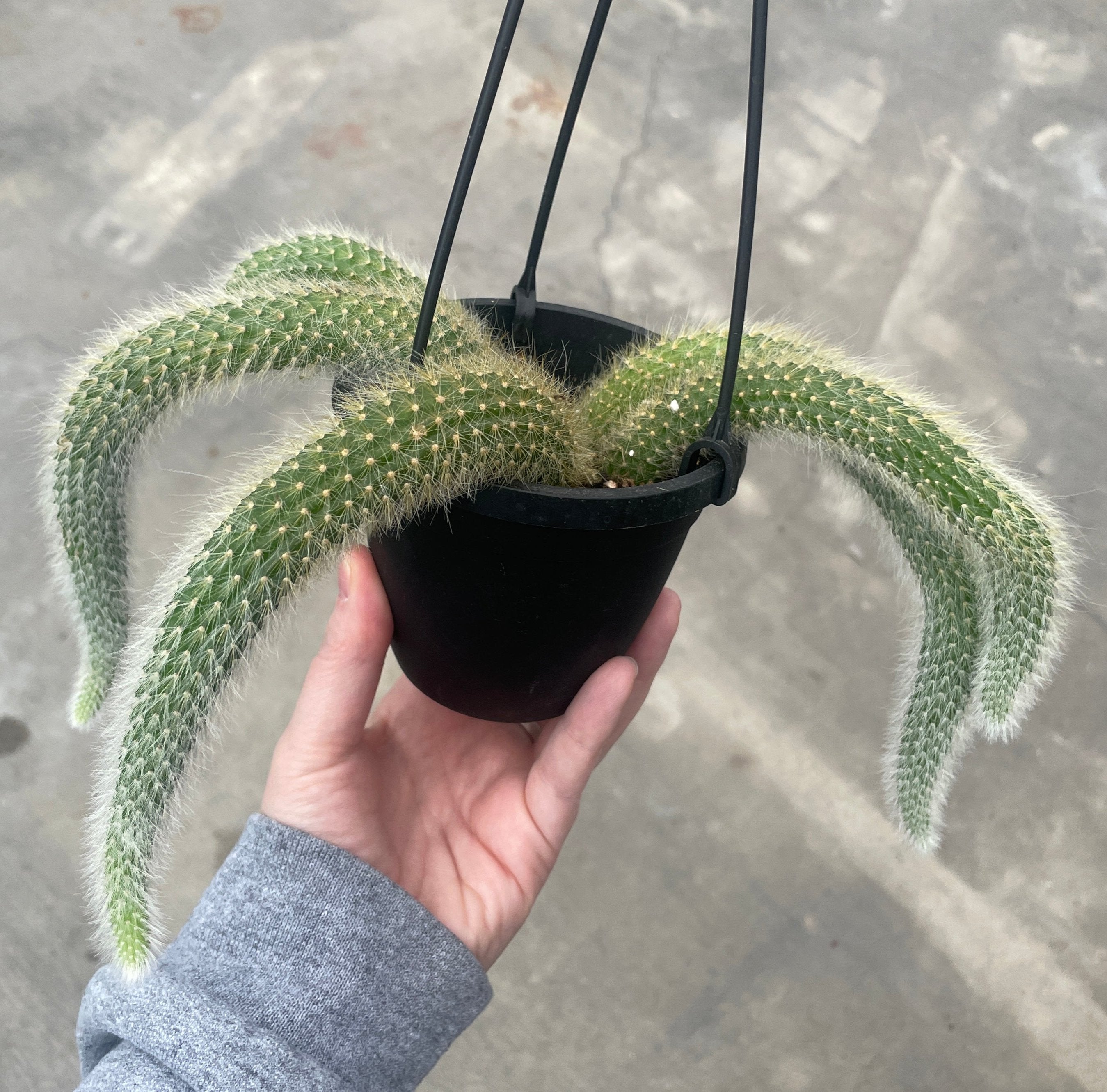 Cactus, Monkey Tail