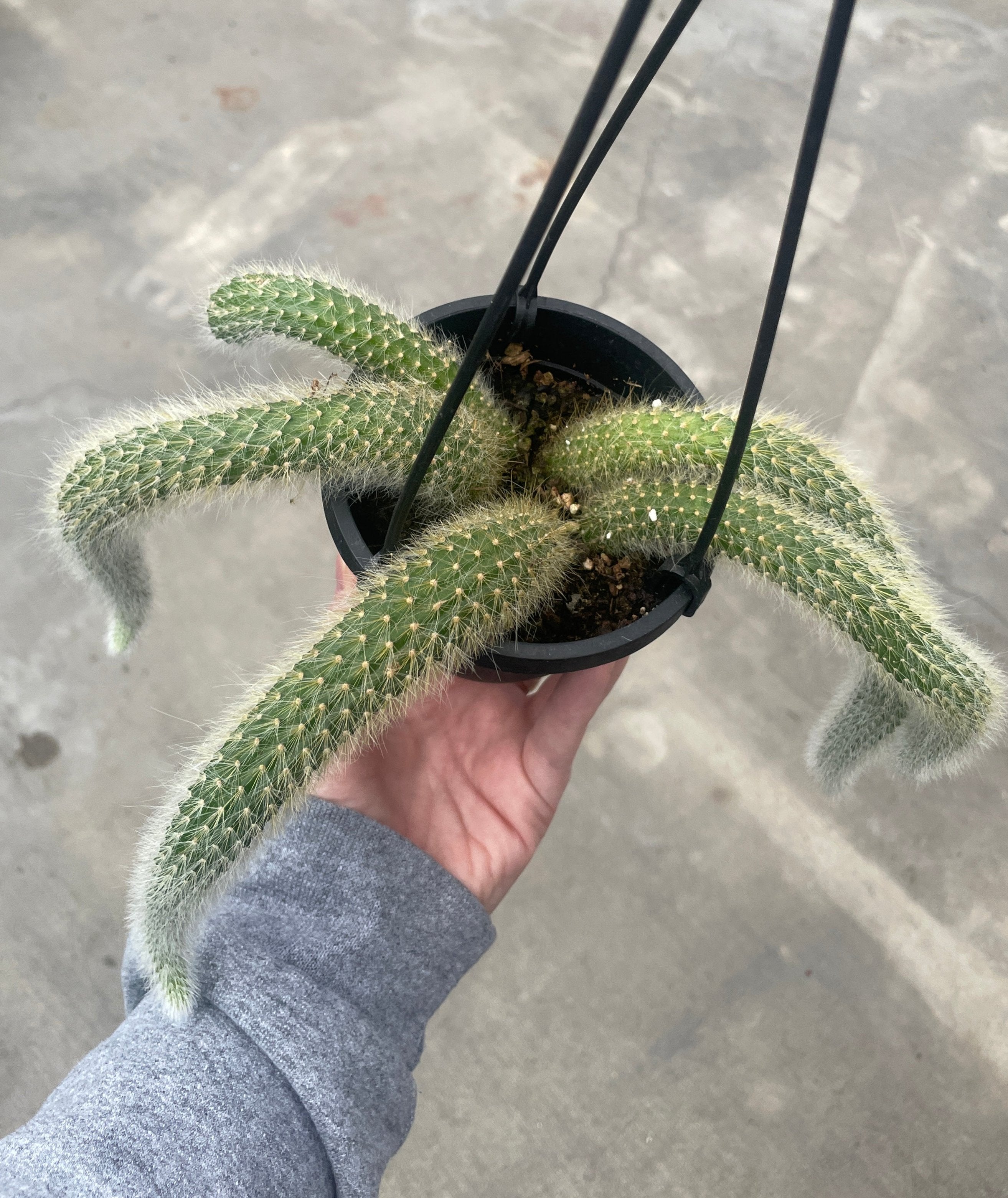 Cactus, Monkey Tail