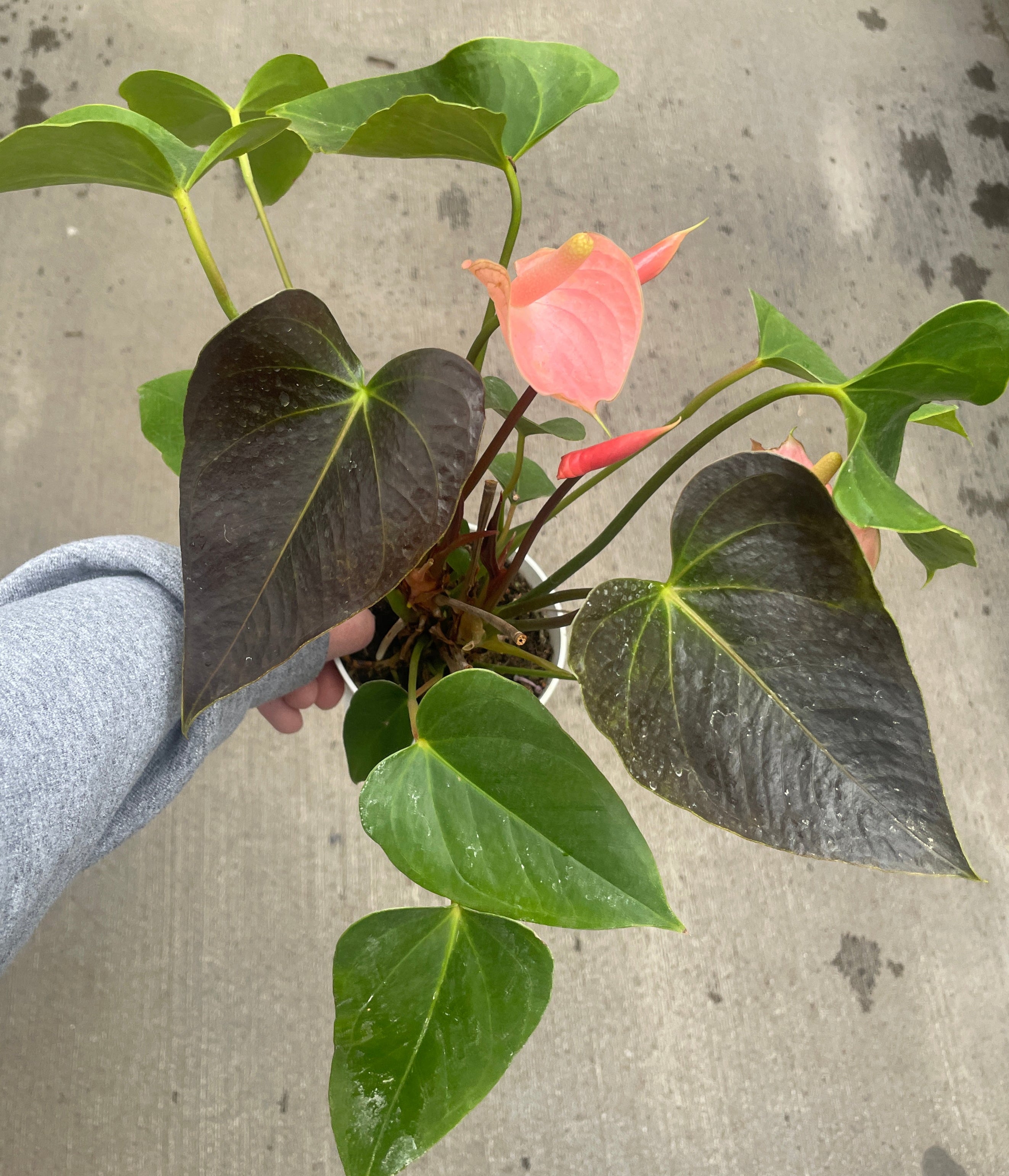 Anthurium