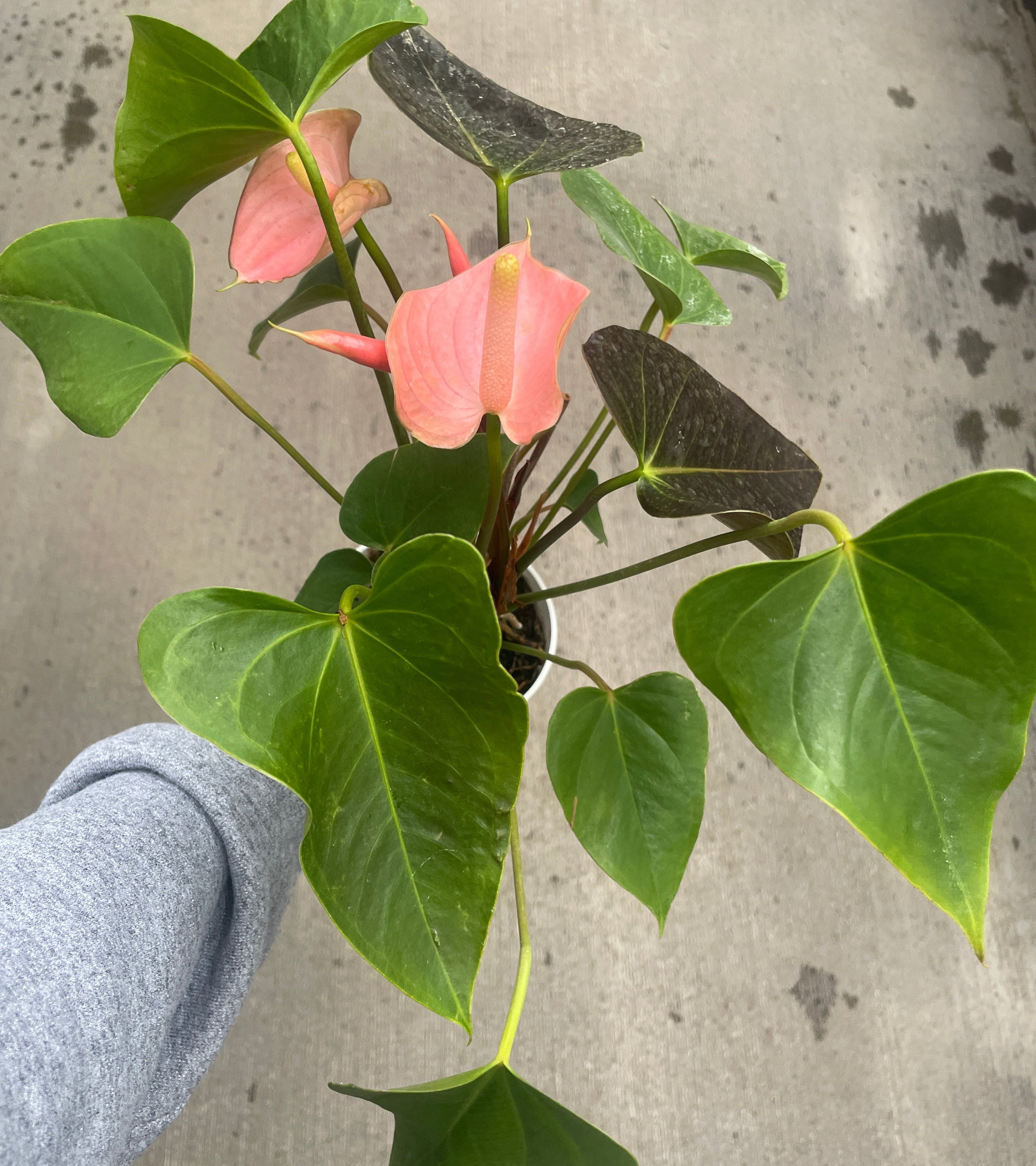 Anthurium