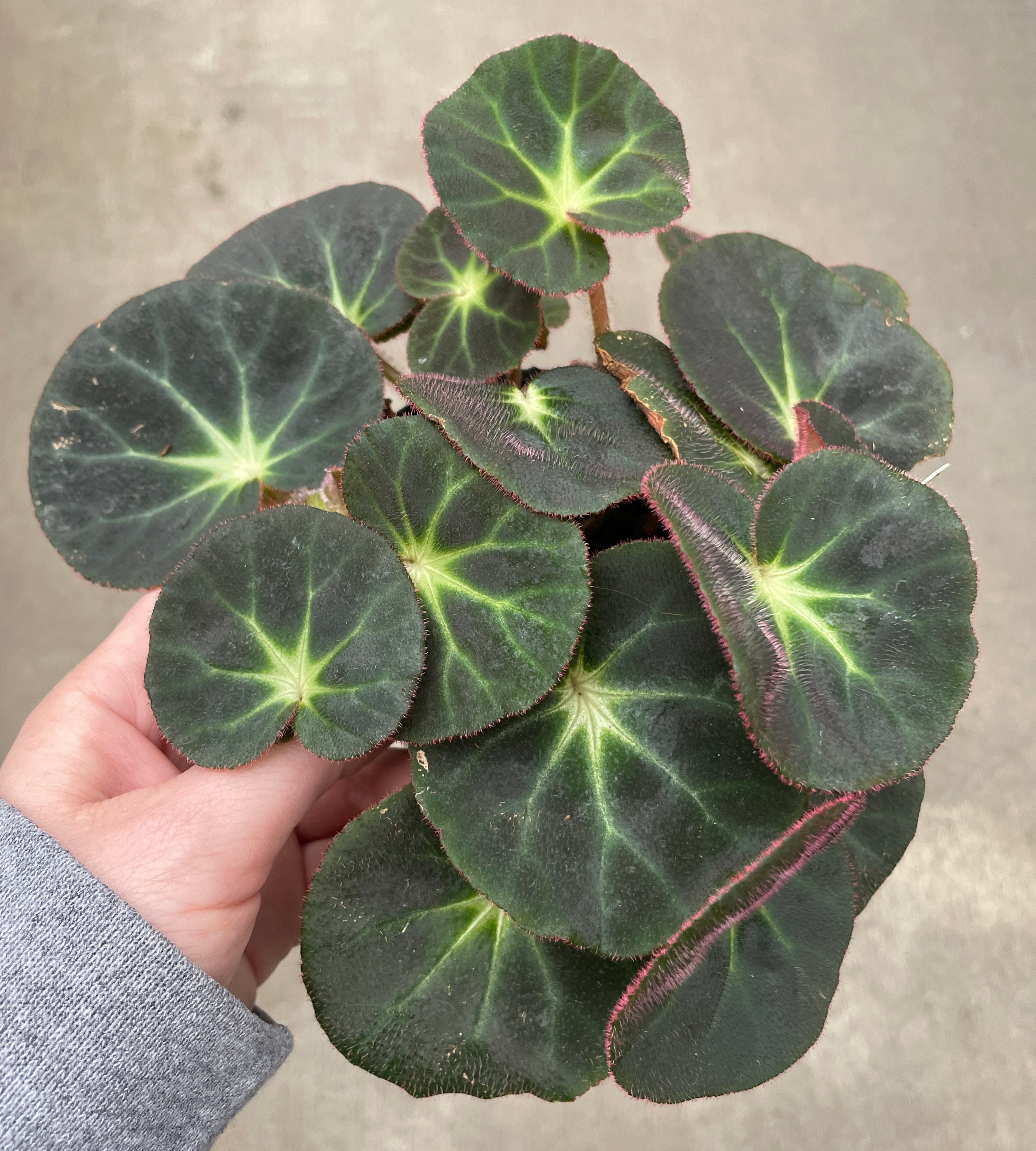 Begonia, Subacida