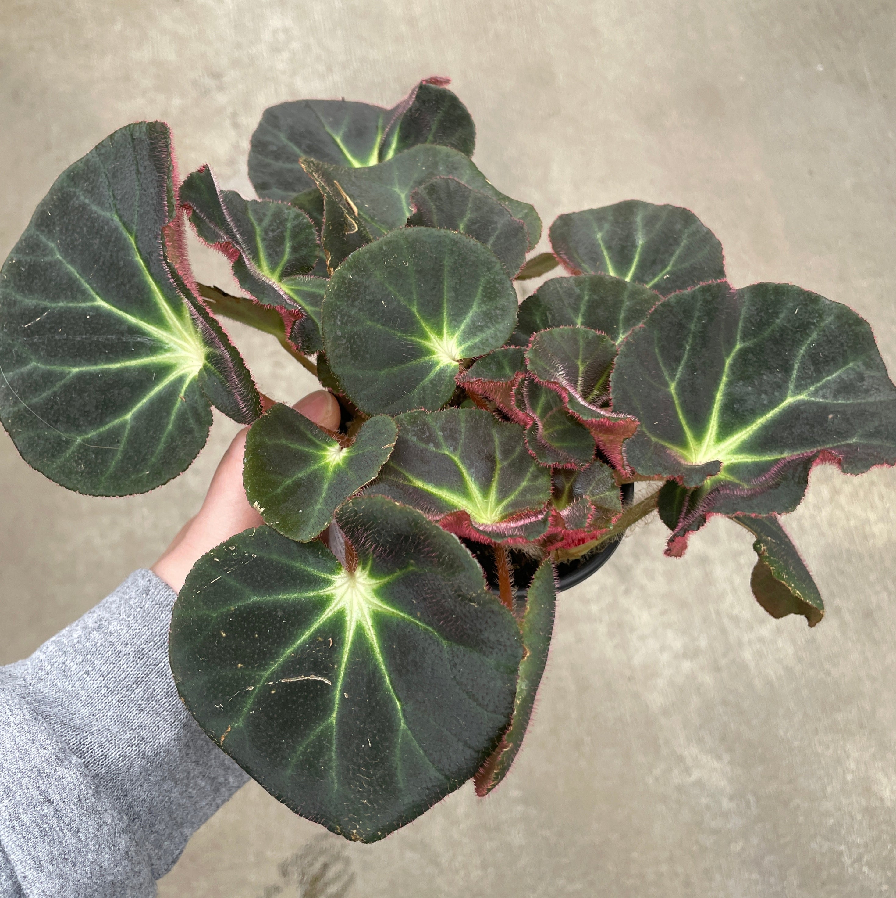 Begonia, Subacida