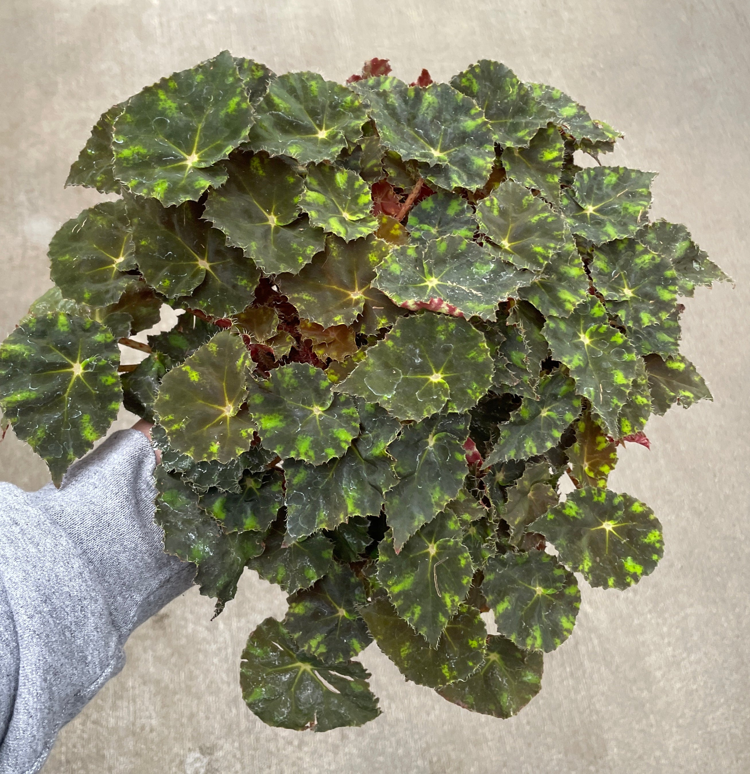 Begonia, Tiger Paws