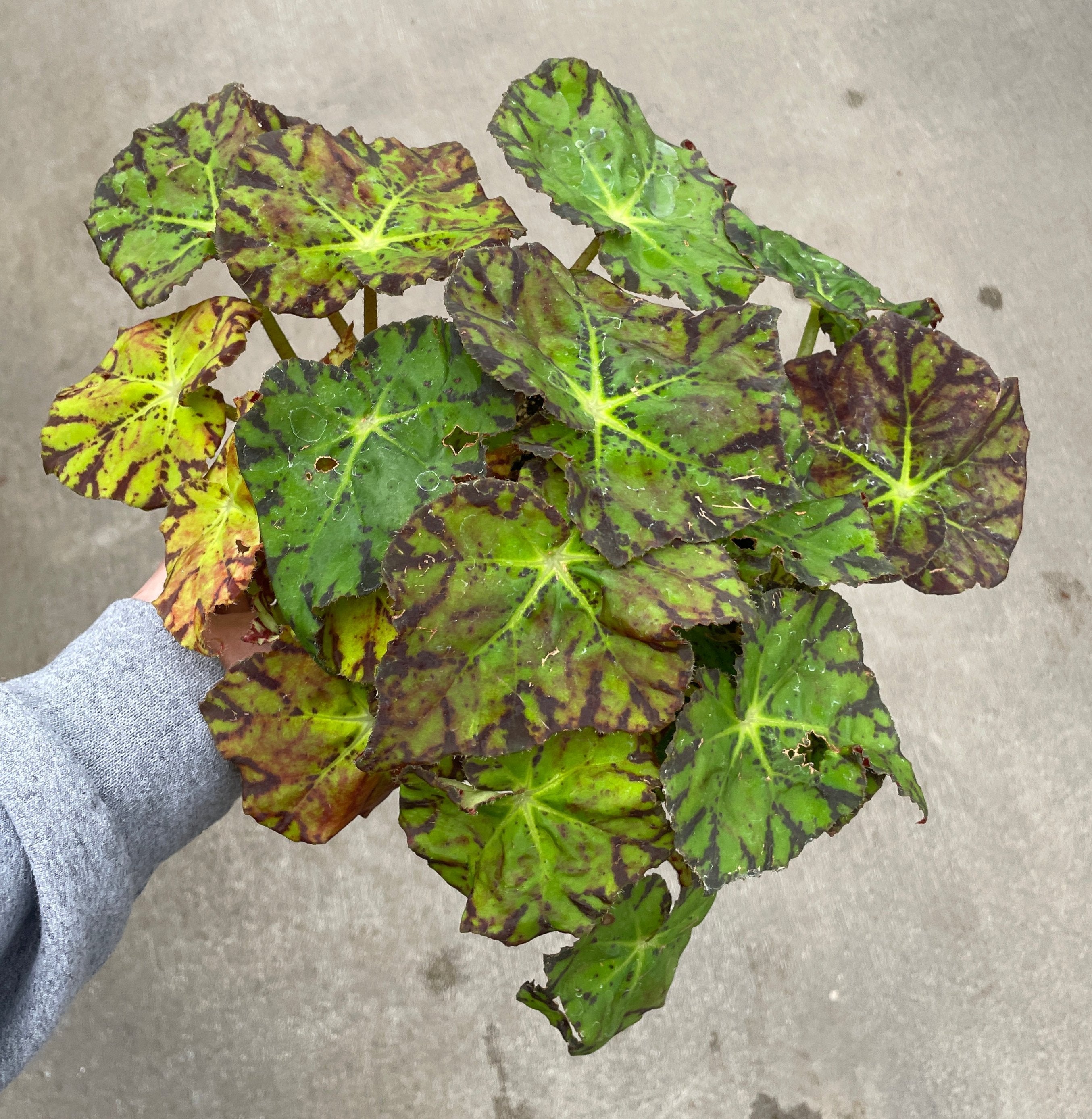 Begonia, Amelia's Kaleidoscope