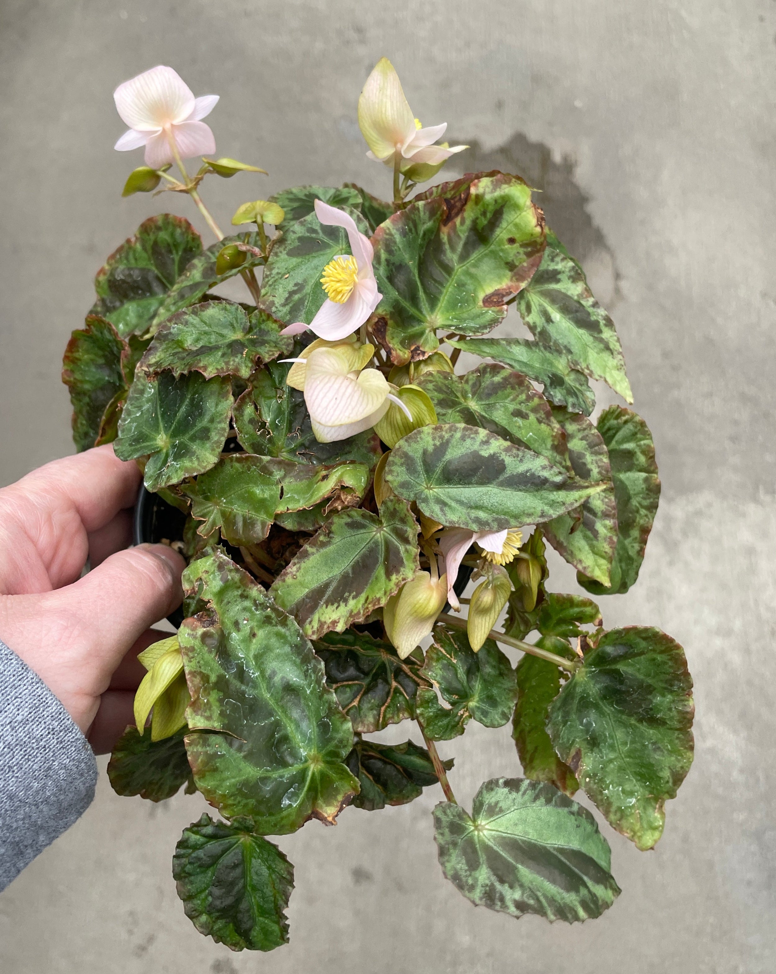 Begonia, Burkilii