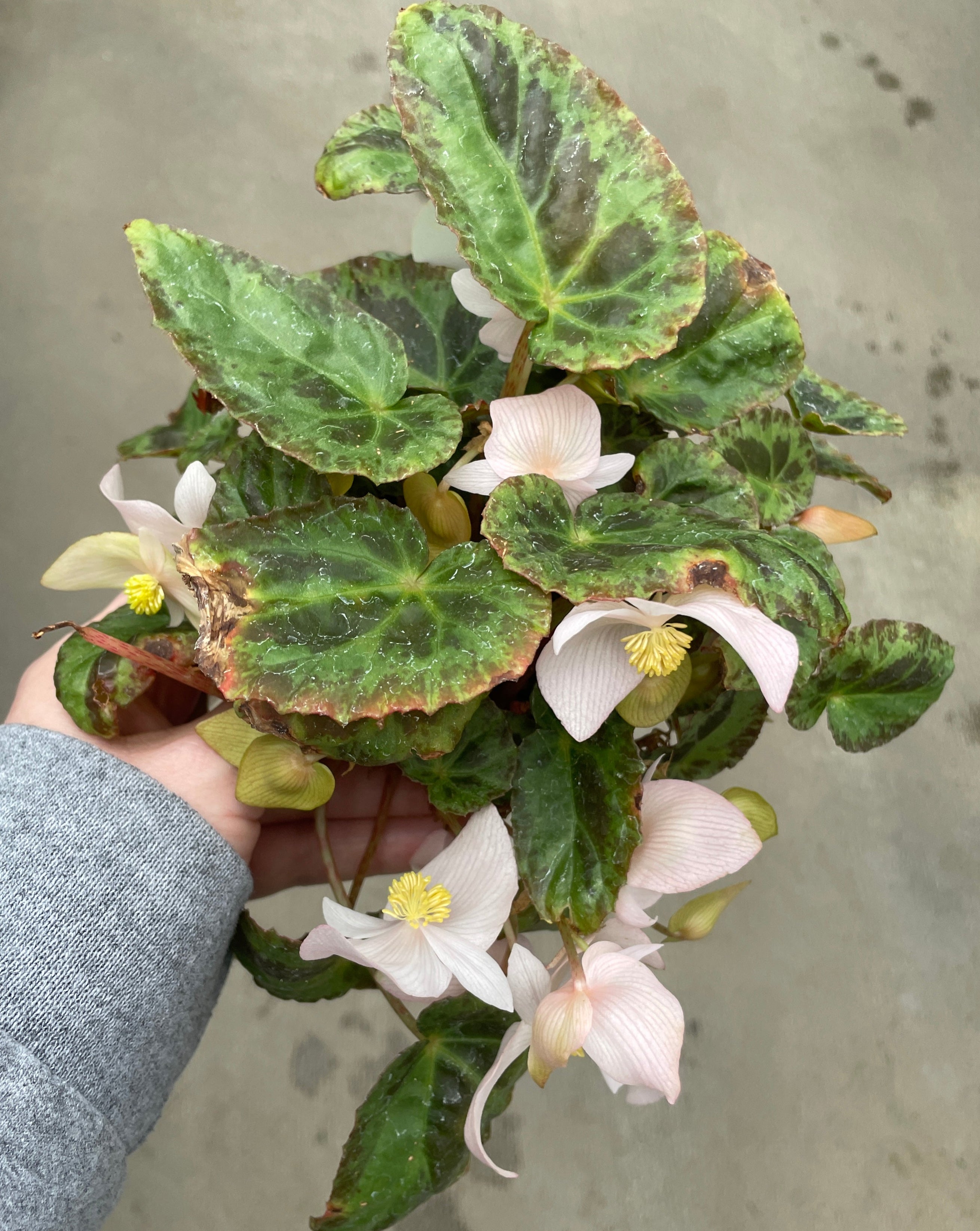 Begonia, Burkilii