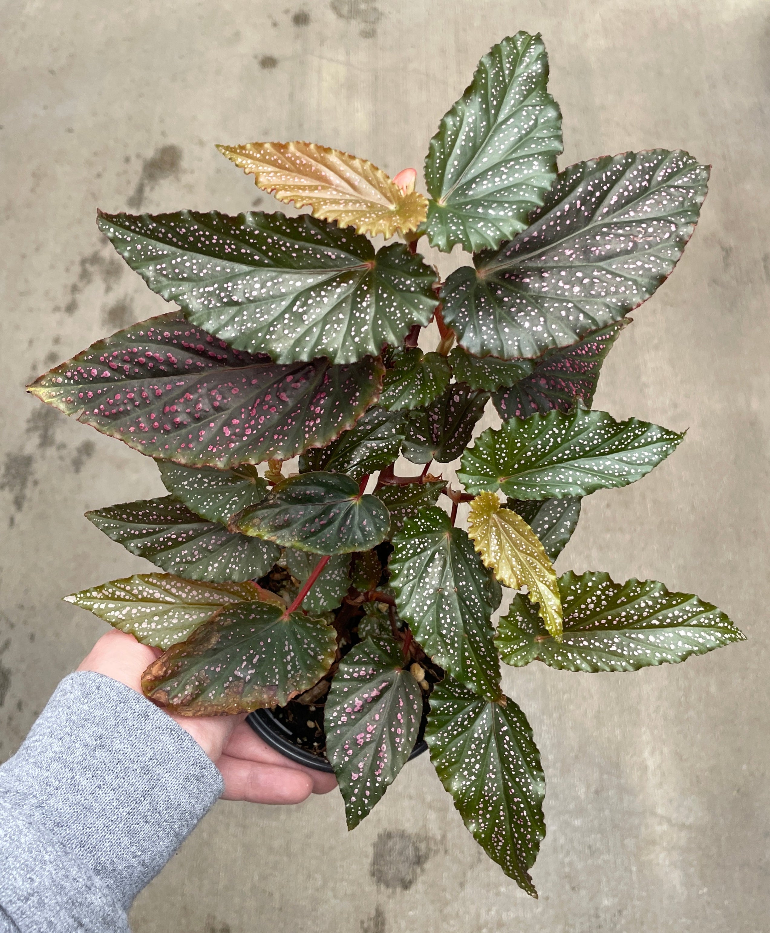 Begonia, Pink Spot