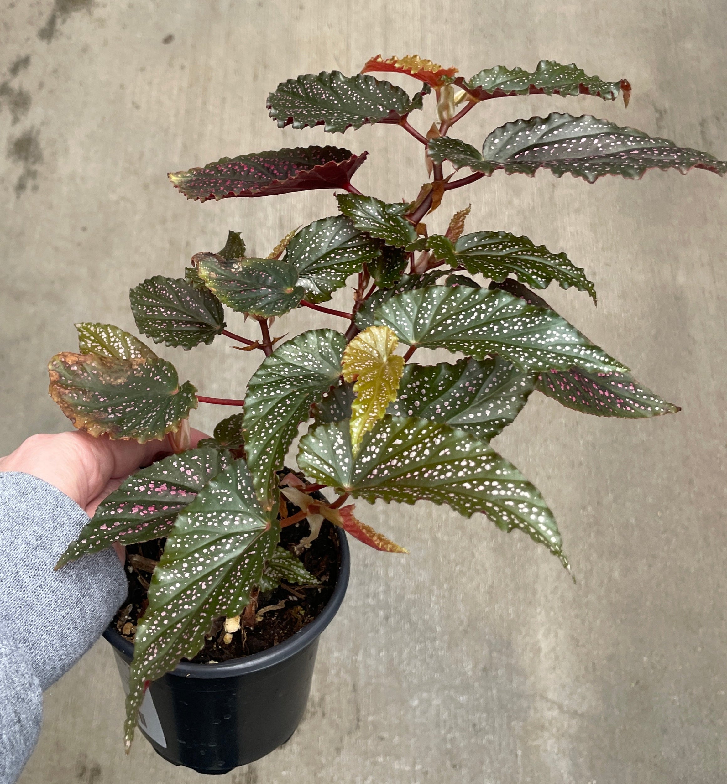 Begonia, Pink Spot