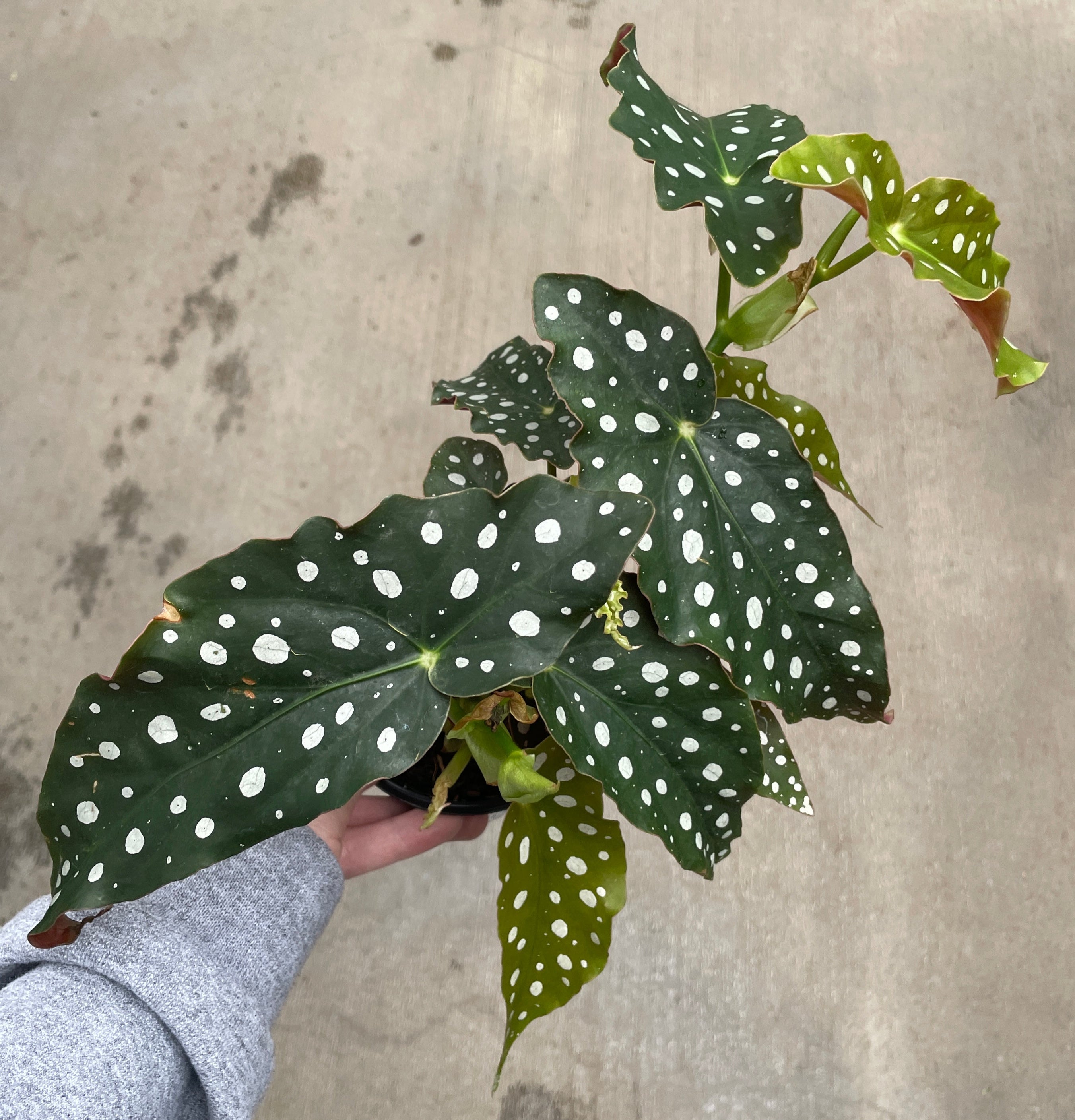 Begonia, Polka Dot