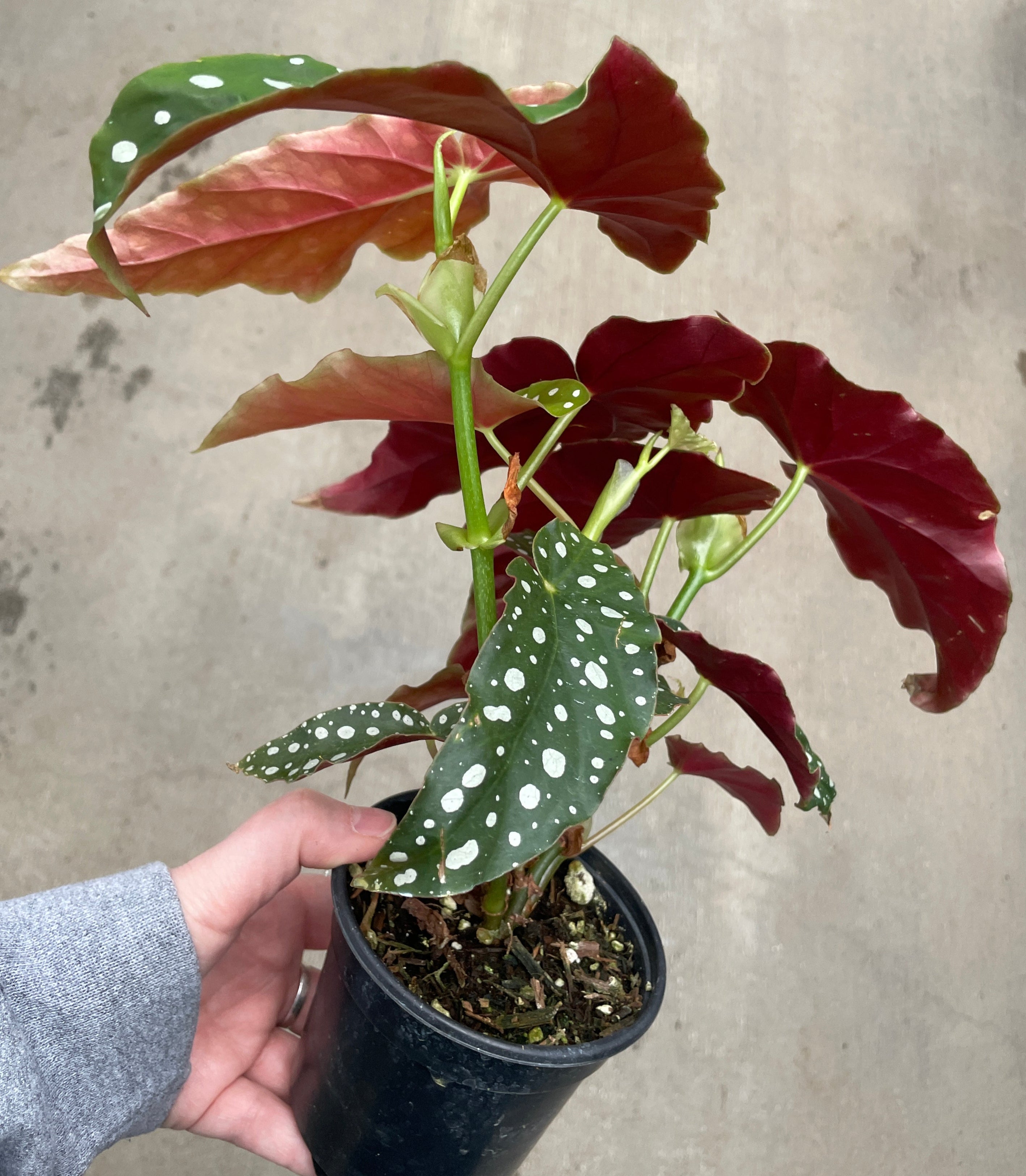 Begonia, Polka Dot