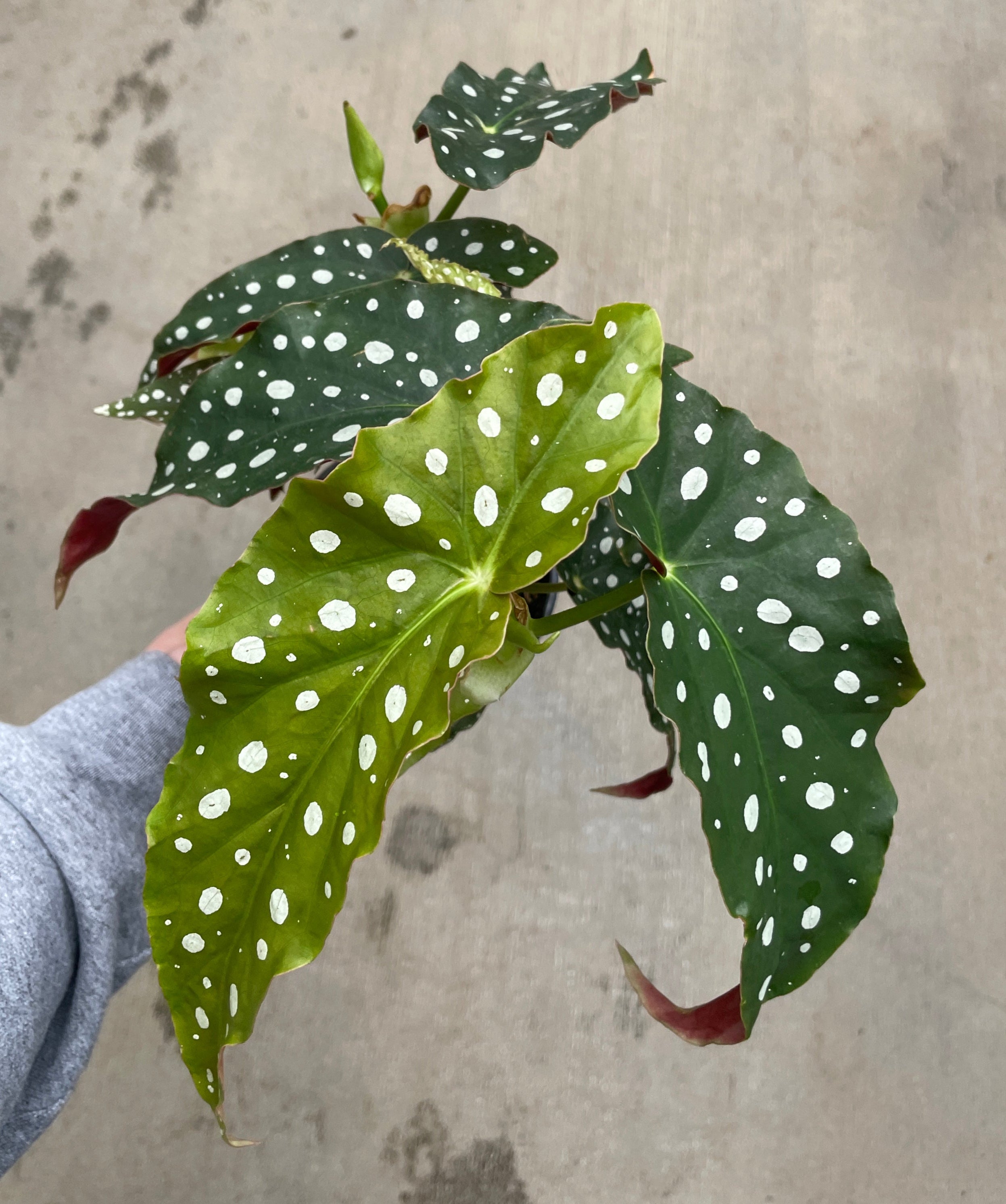 Begonia, Polka Dot