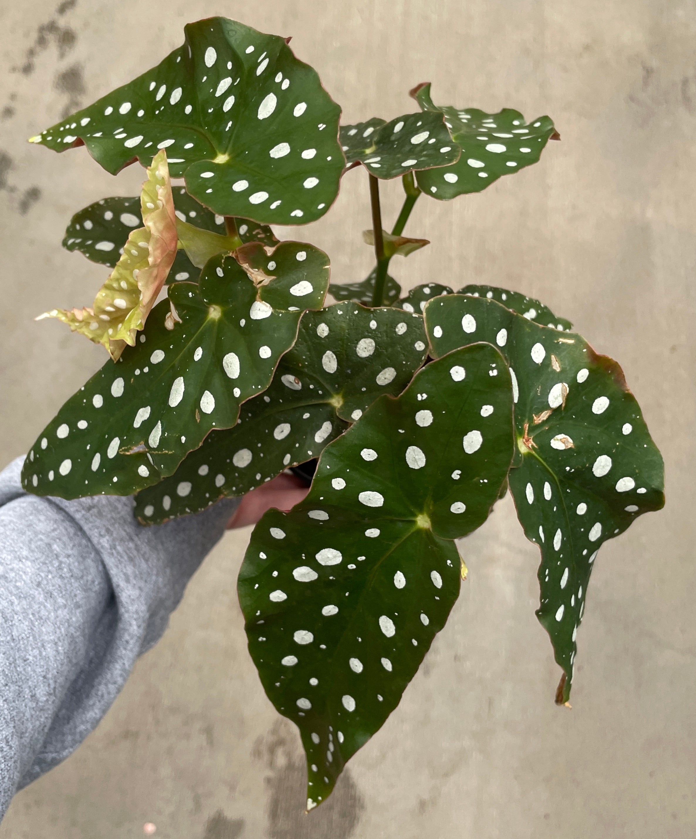 Begonia, Polka Dot