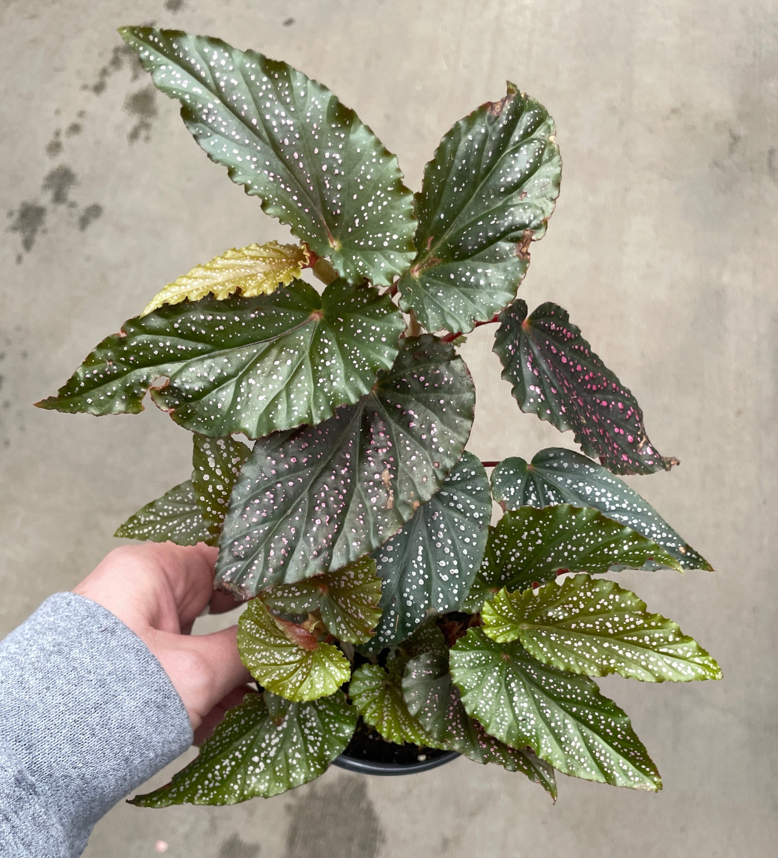 Begonia, Pink Spot