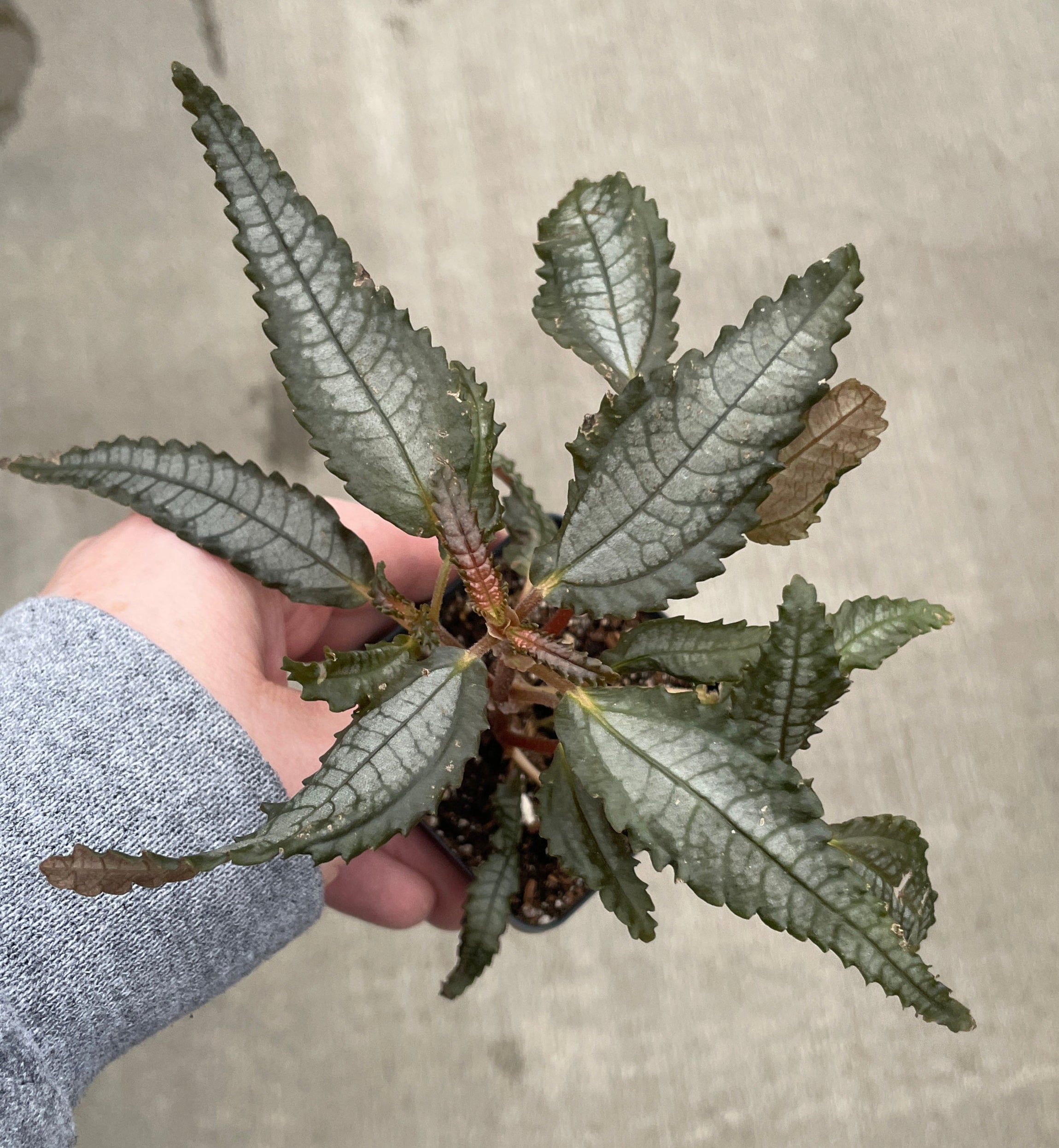 Pilea "Dark Mystery"