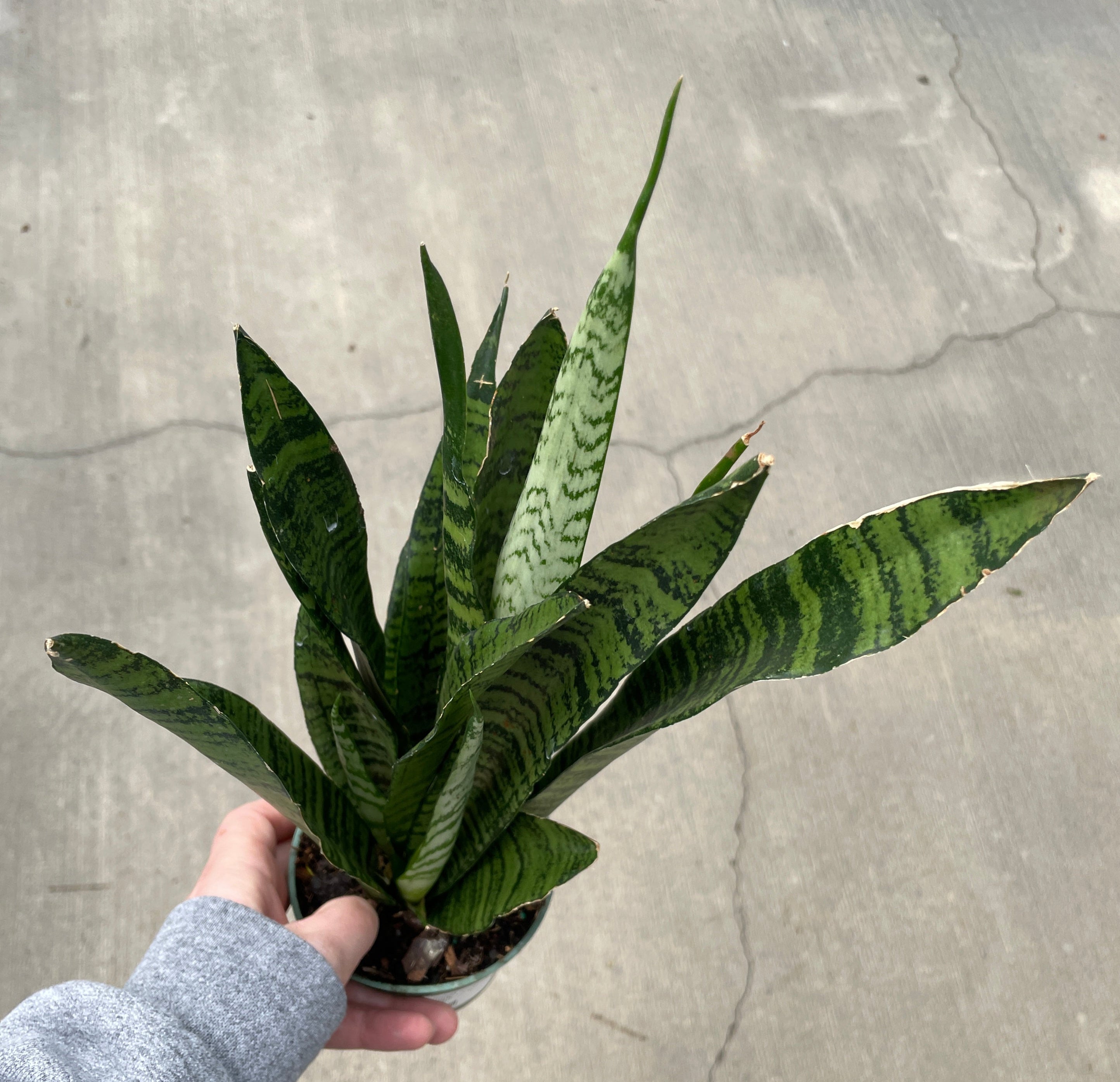 Snake Plant, Zeylanica